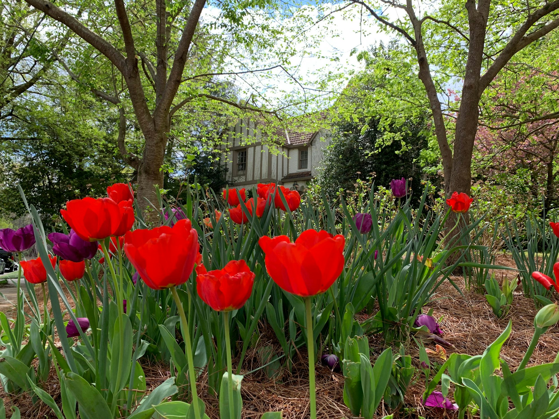 Un hermoso jardín en el exterior de una casa | Fuente: Unsplash