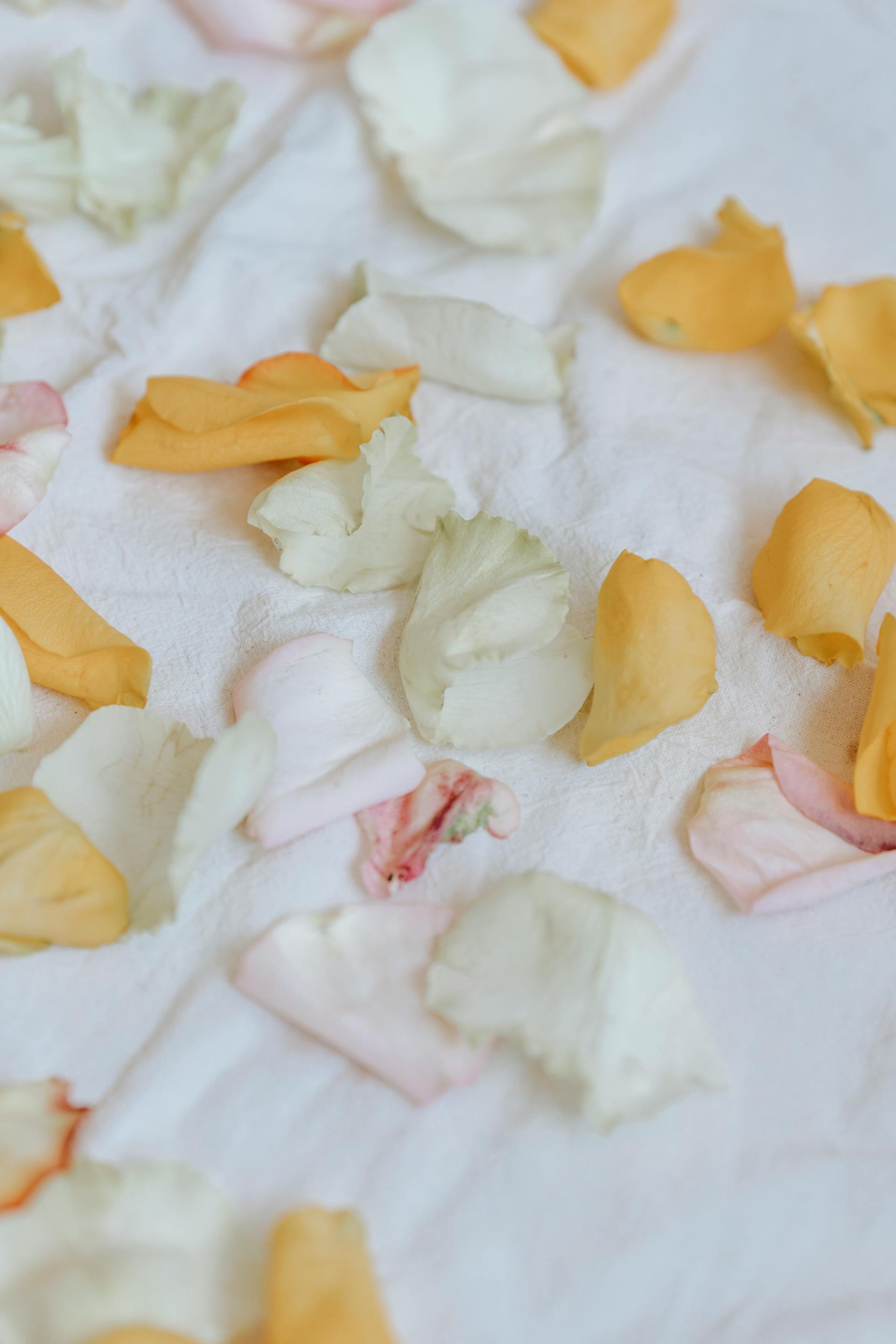 Pétalos de rosa arrugados | Fuente: Pexels