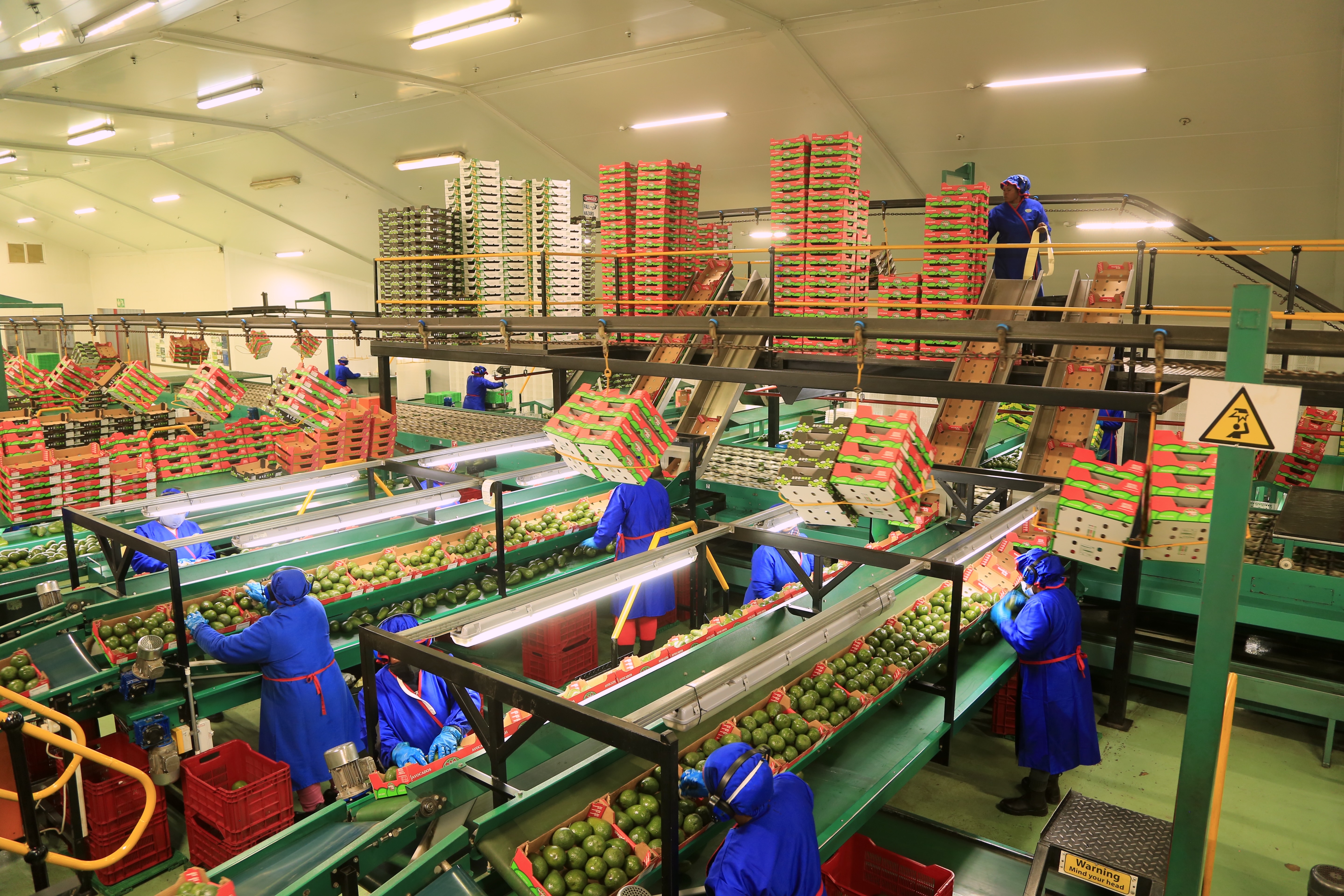 Empleados trabajan en la línea de clasificación de aguacates en una fábrica | Fuente: Getty Images