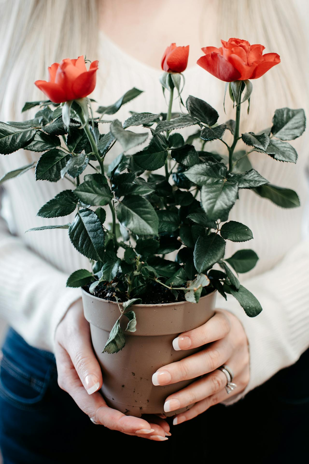 Una mujer con un rosal en una maceta | Fuente: Pexels