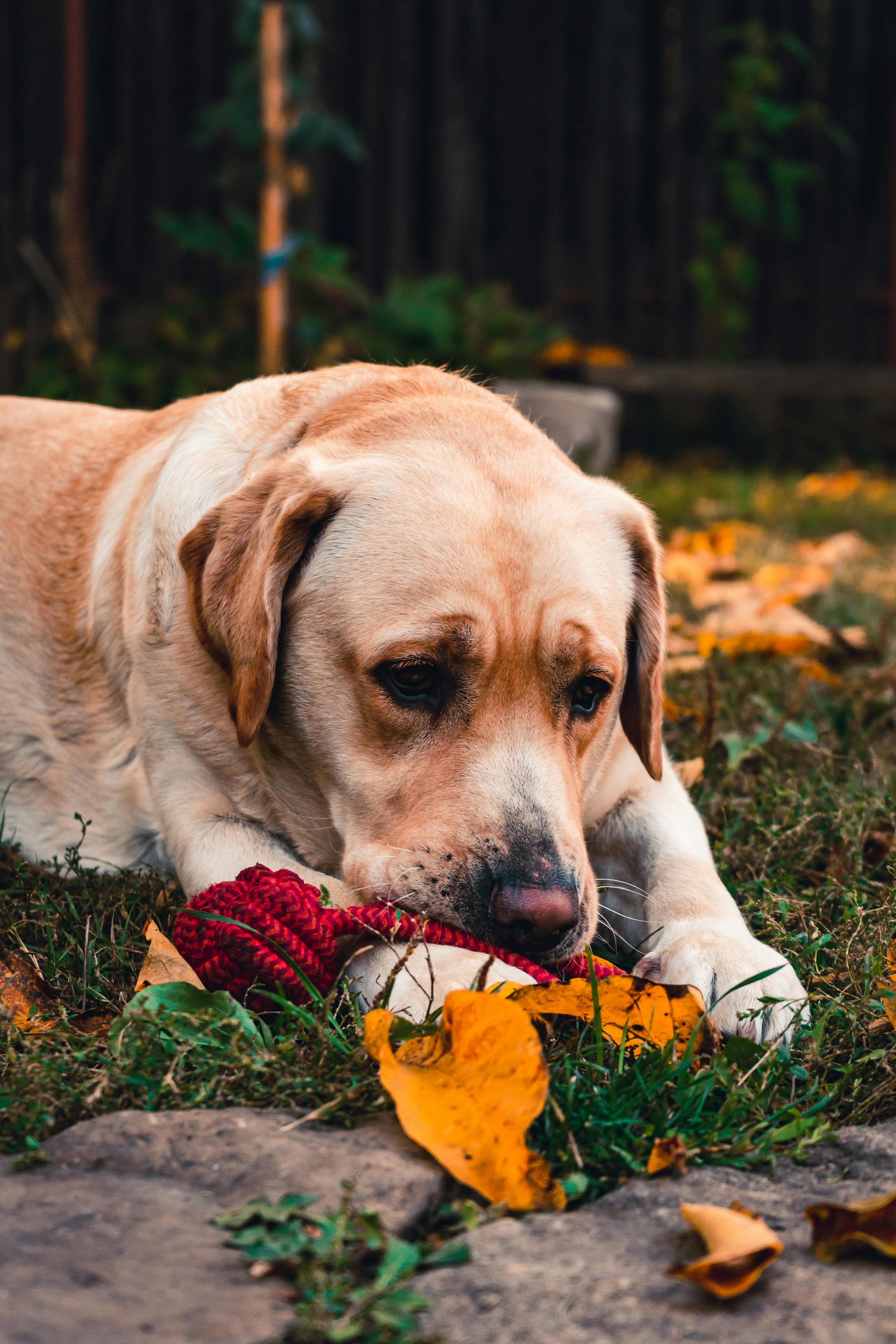 Un perro sentado en un jardín | Fuente: Pexels