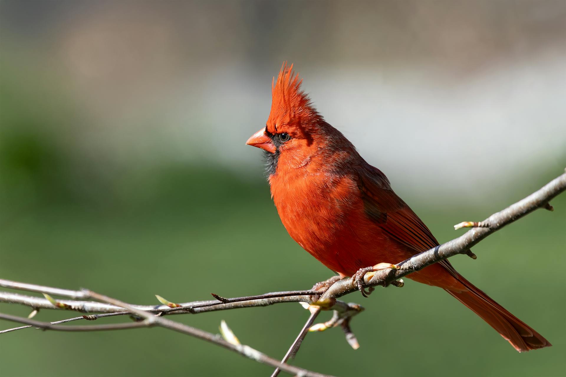 Un cardenal boreal macho posado en un árbol | Fuente: Pexels