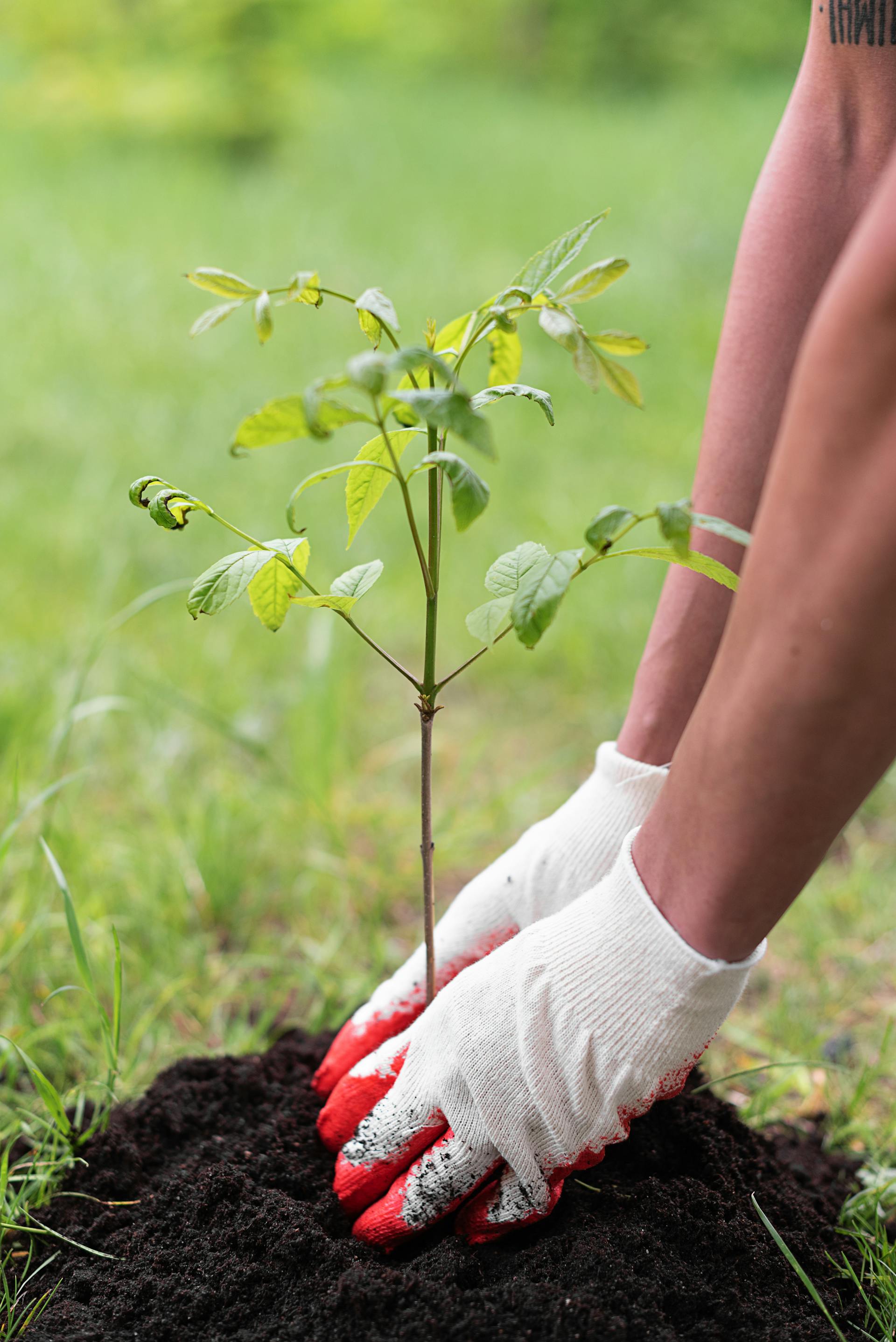 Persona con guantes plantando un árbol | Fuente: Pexels