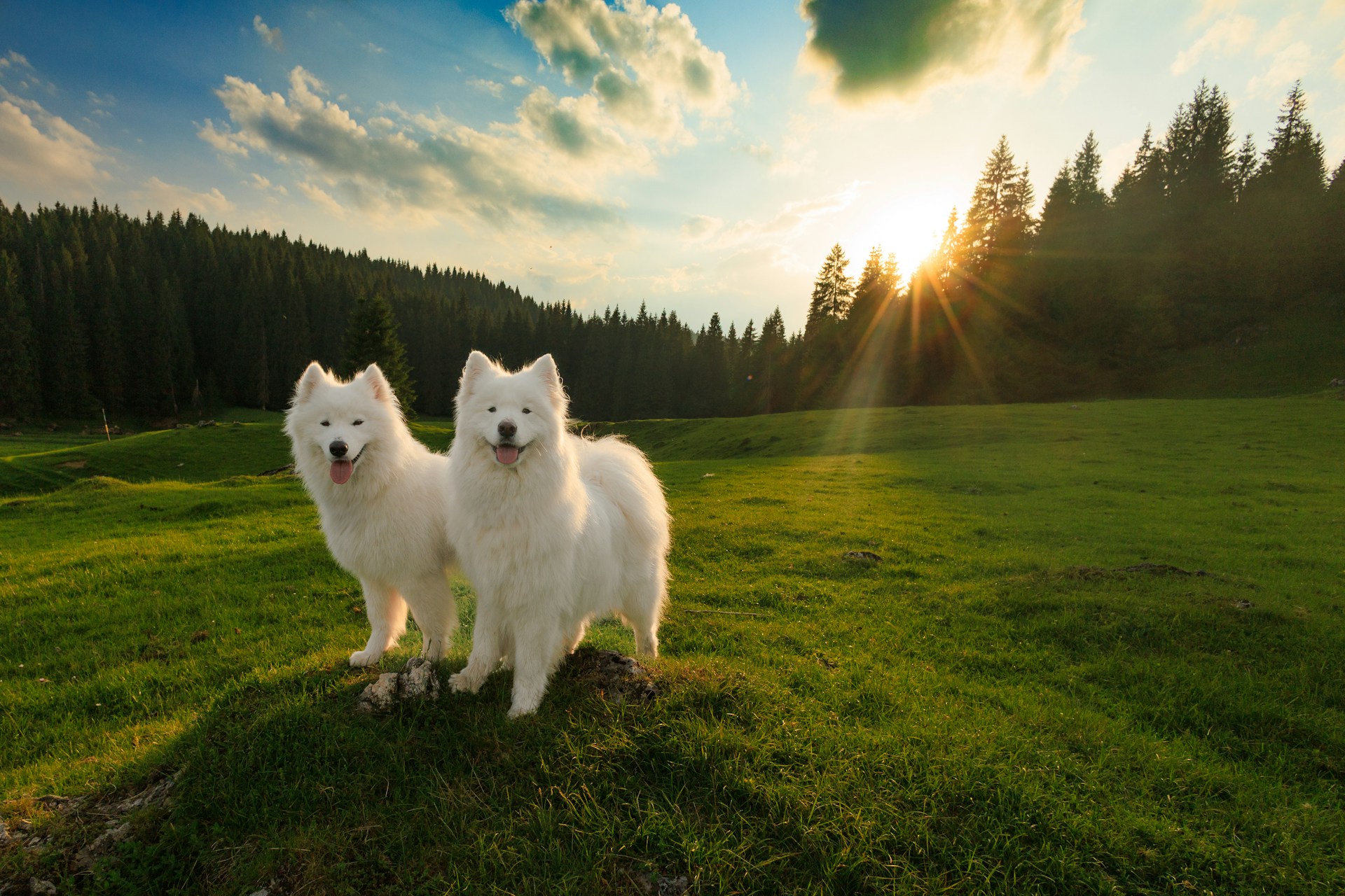 Dos perros adorables | Fuente: Unsplash