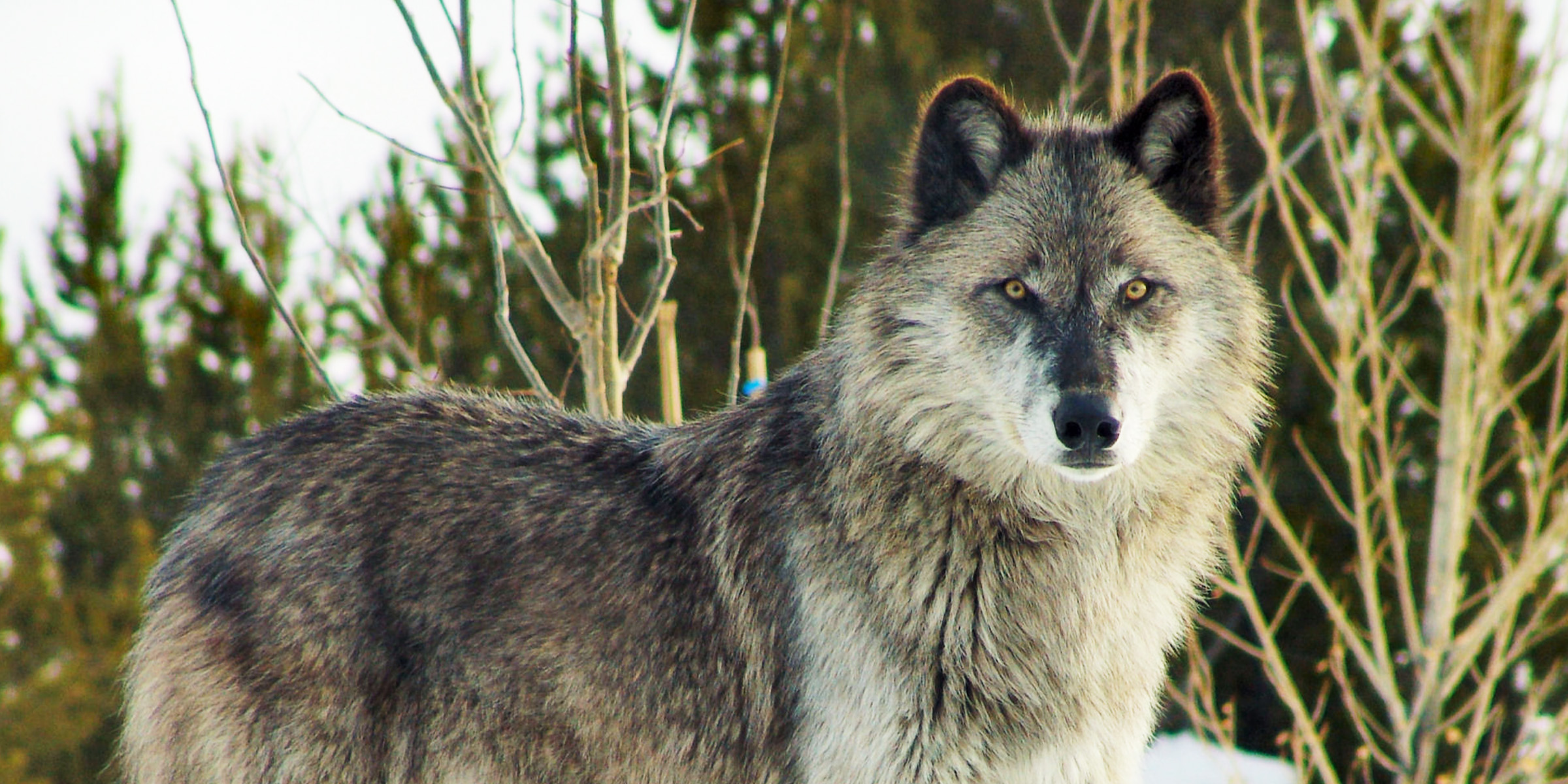 Un lobo en el bosque | Fuente: Flickr