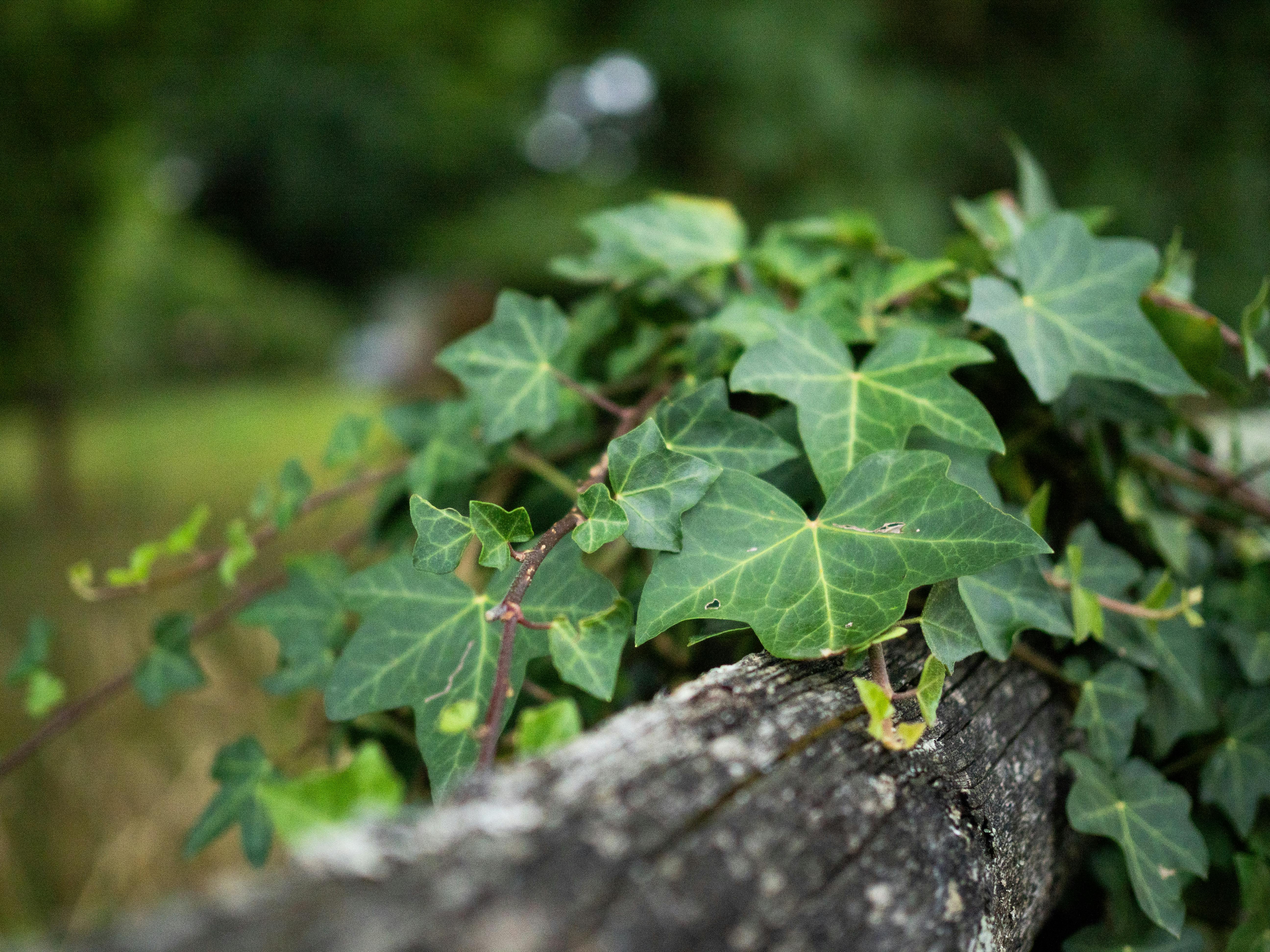 Imagen con fines ilustrativos | Foto: Pexels