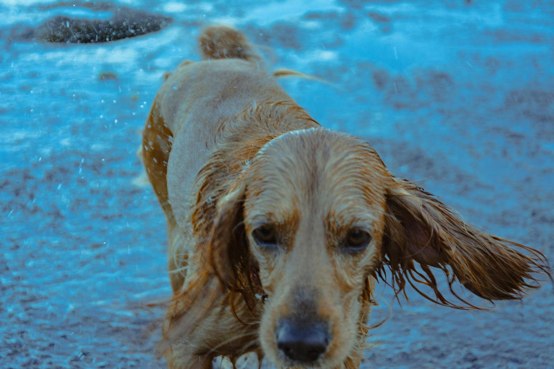 Primer plano de un perro mojado | Fuente: Pexels