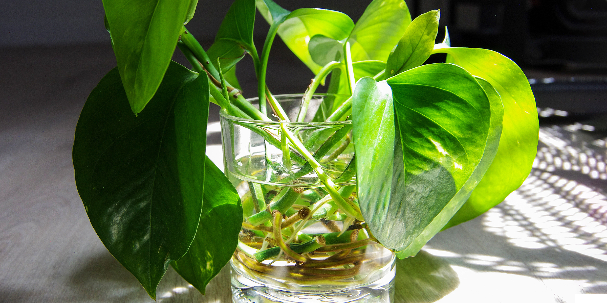 Esquejes de hojas de Pothos propagándose en un vaso de agua | Fuente: Shutterstock