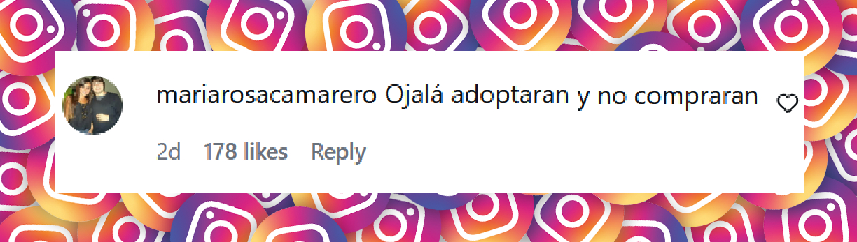Comentario de una usuaria por la supuesta compra del nuevo perro de Isabel Macedo | Fuente: Instagram/isabelmacedophoto