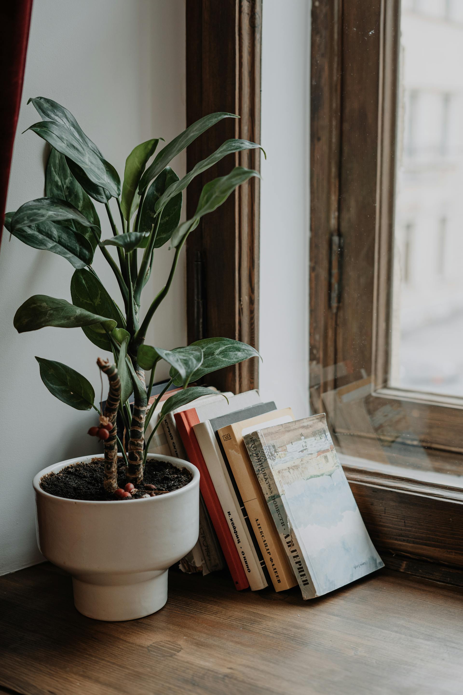 Una maceta y libros junto a la ventana | Fuente: Pexels