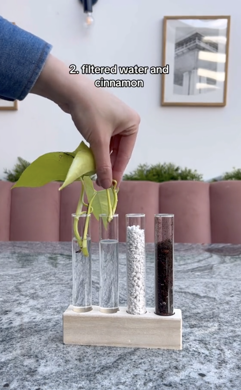 Un esqueje de pothos de neón con canela aplicada en el tallo, siendo colocado en un tubo de ensayo con agua en un clip subido el 5 de octubre de 2024 | Fuente: TikTok/thelittlelifelately