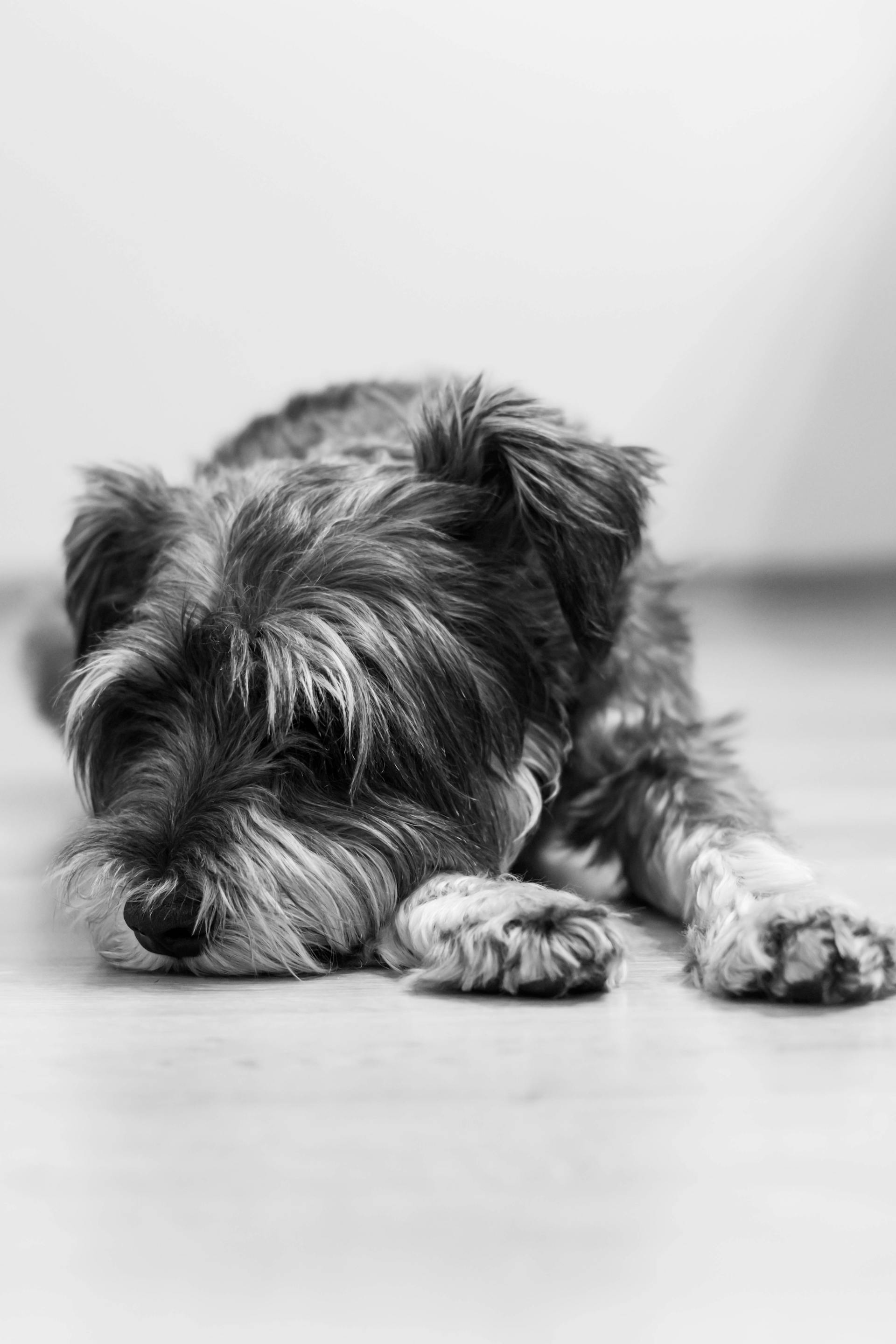 Toma en escala de grises de un perro descansando en el suelo | Fuente: Pexels
