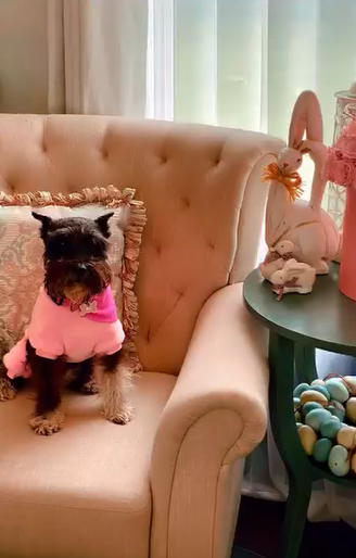 Coco, la perrita de Dayanara Torres | Fuente: Instagram/dayanarapr