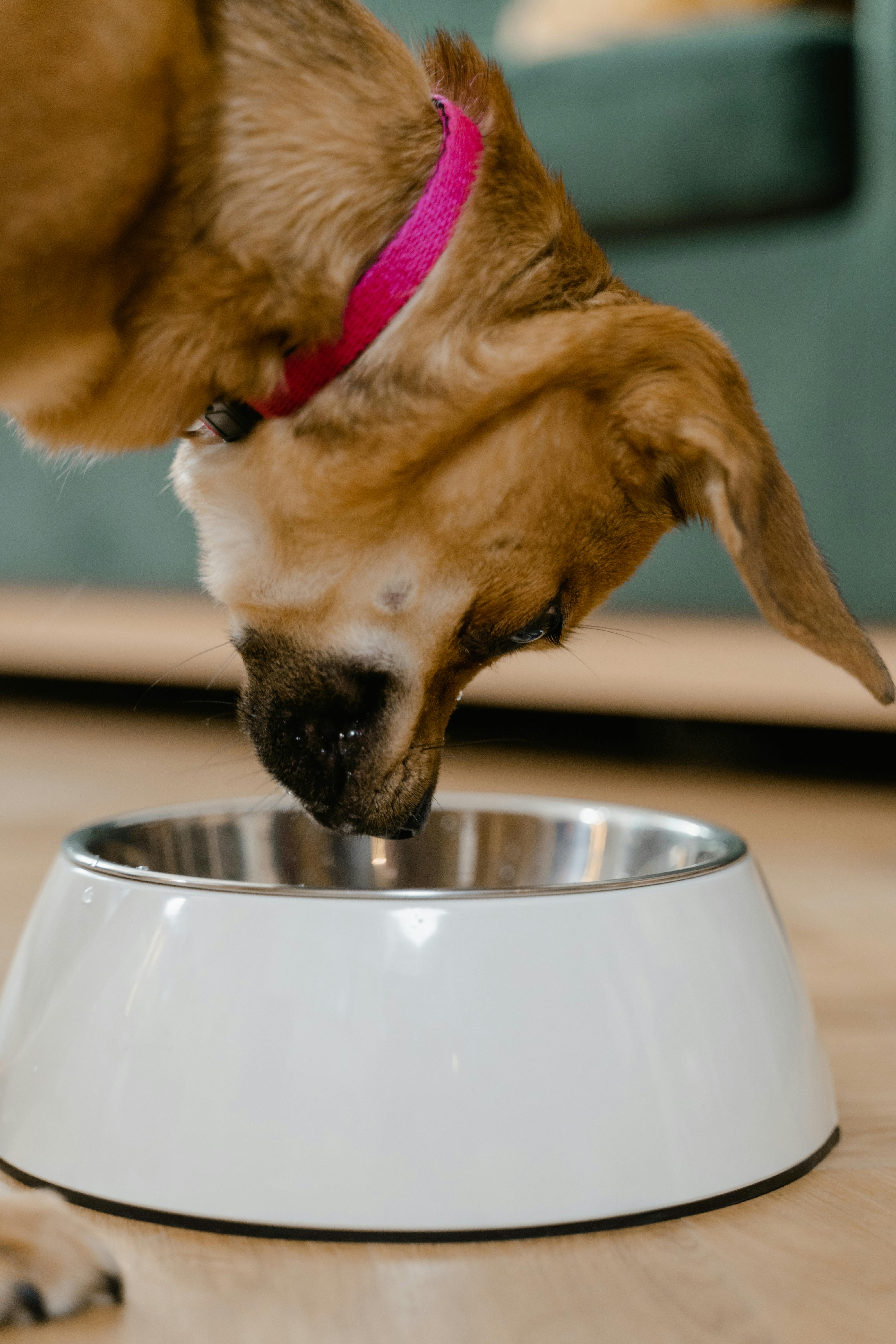 Un perro comiendo de un cuenco | Fuente: Pexels