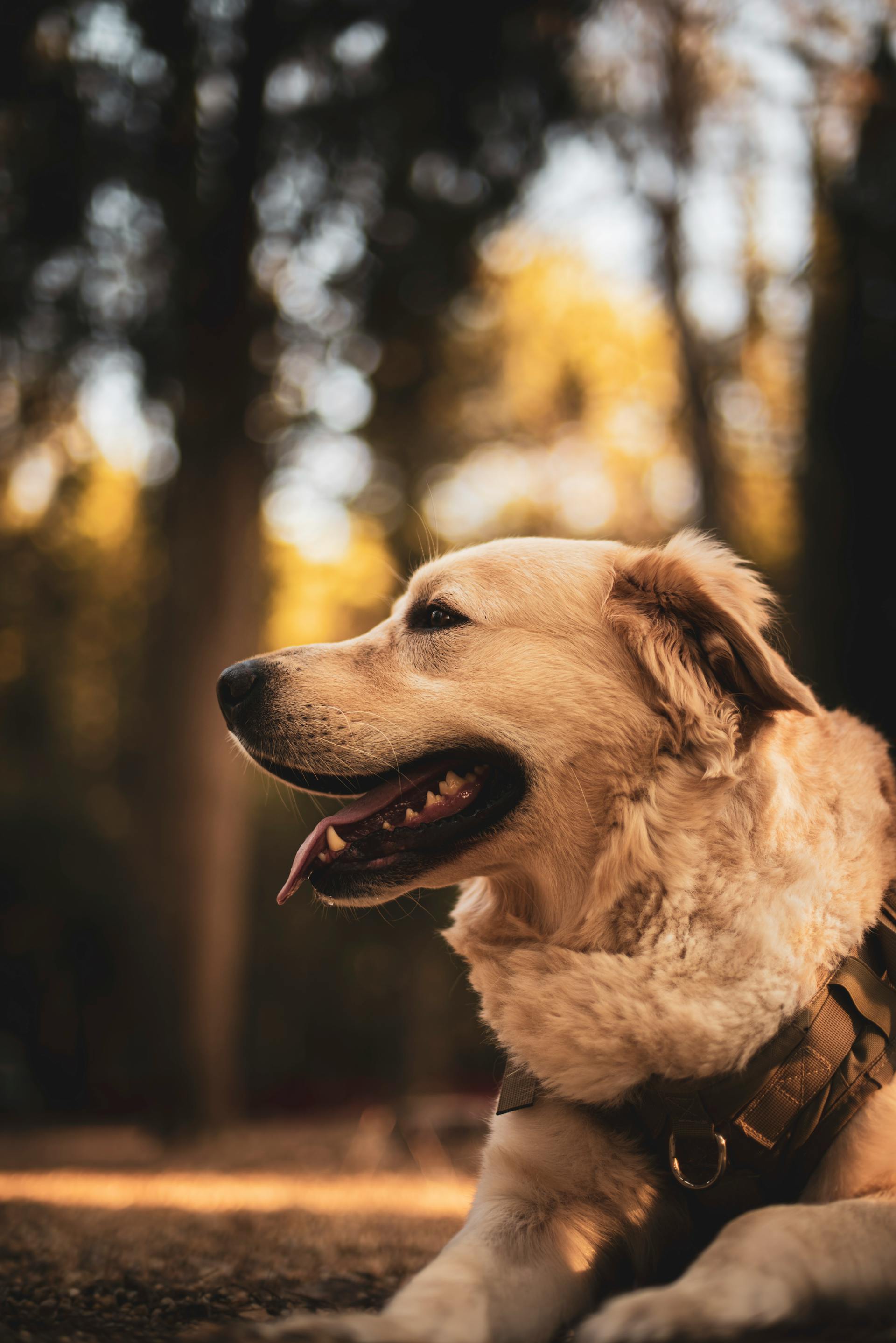 Un perro | Fuente: Pexels