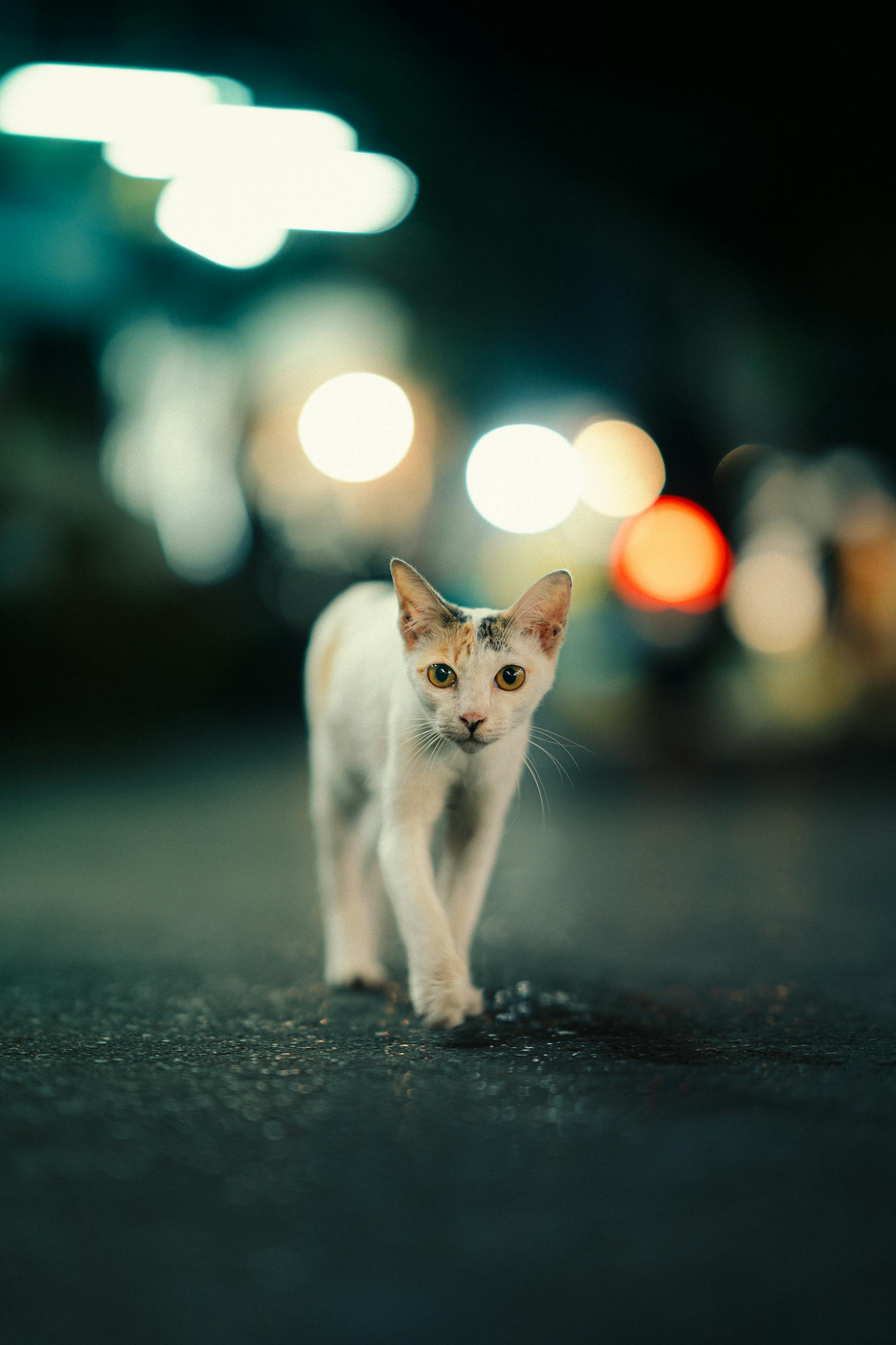 Un gato paseando por la calle de noche | Fuente: Pexels