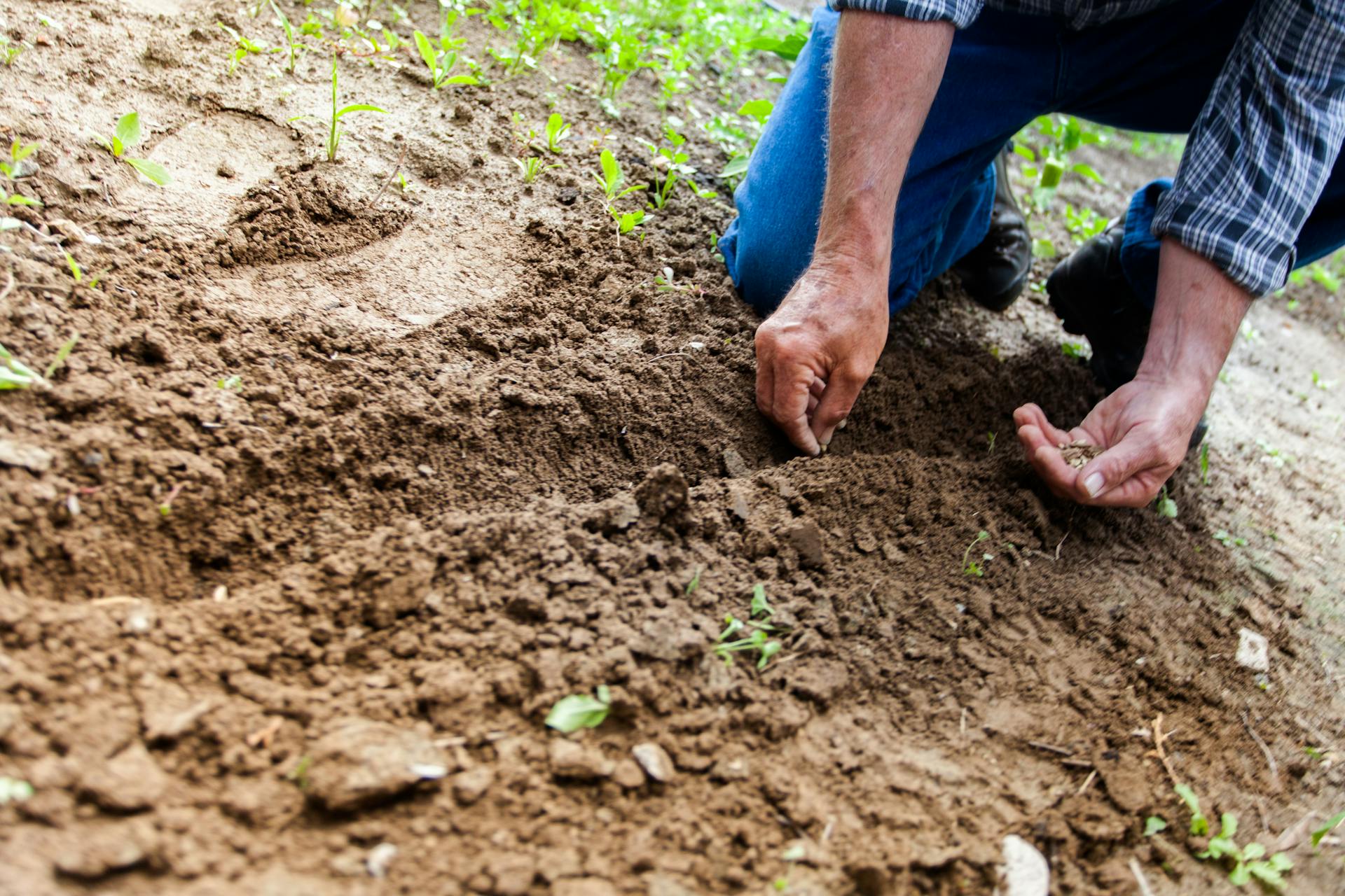 Un hombre plantando semillas en la tierra | Fuente: Pexels