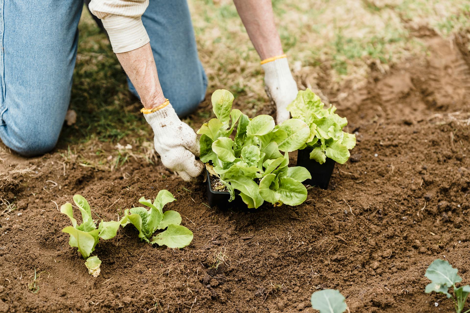 Una mujer plantando en su patio | Fuente: Pexels