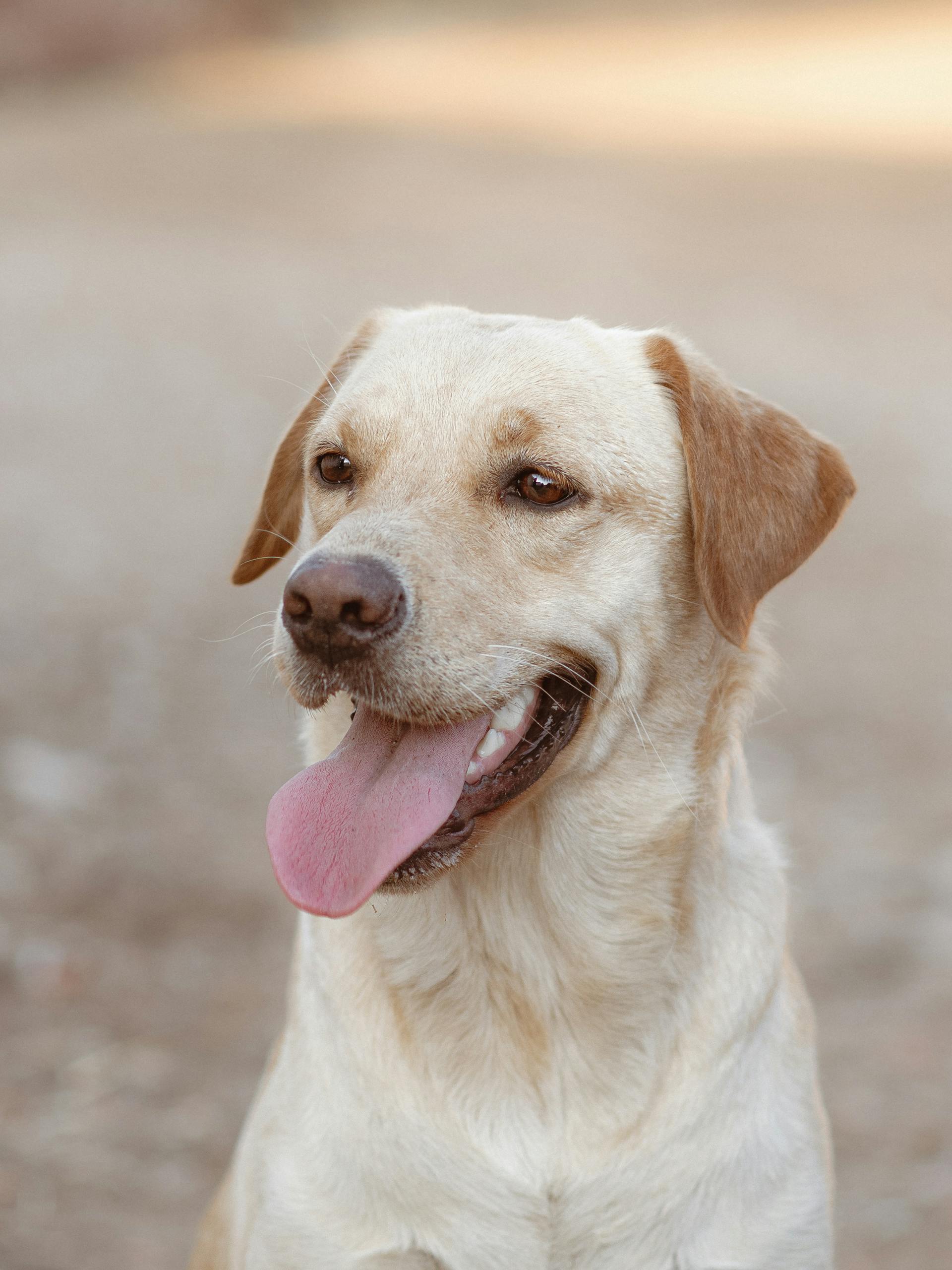 Un perro de pie al aire libre | Fuente: Pexels