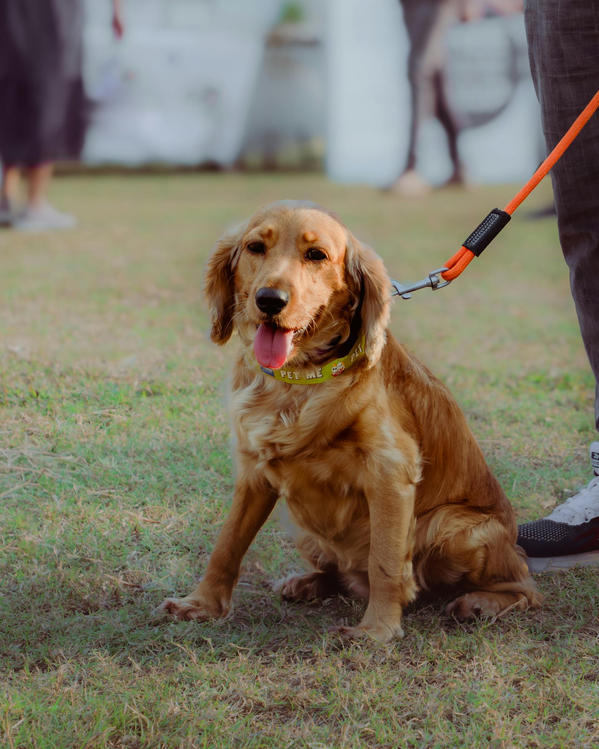 Un golden retriever | Fuente: Pexels