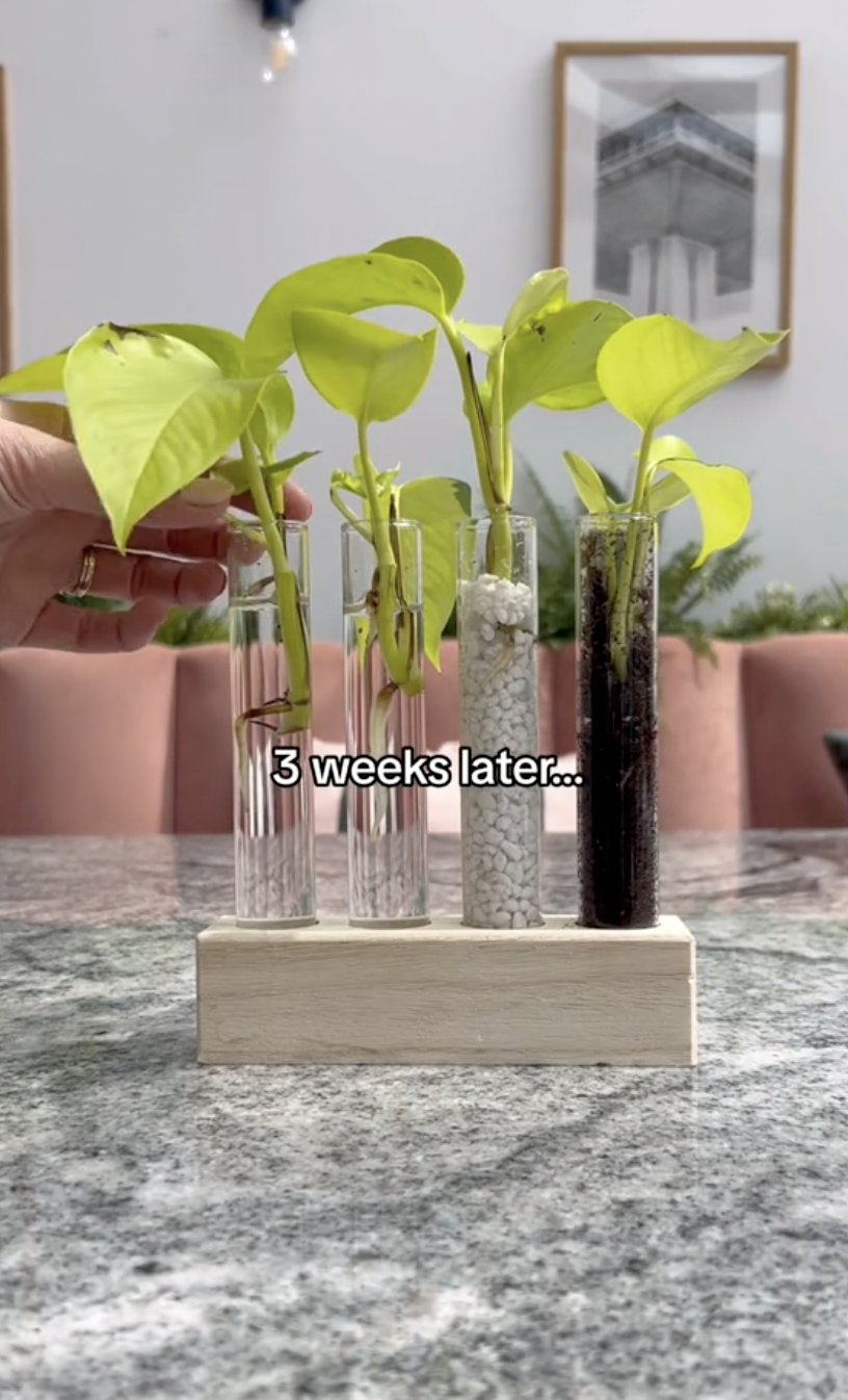 Los resultados de la propagación de esquejes de pothos neón en diferentes medios en un clip subido el 5 de octubre de 2024 | Fuente: TikTok/thelittlelifelately