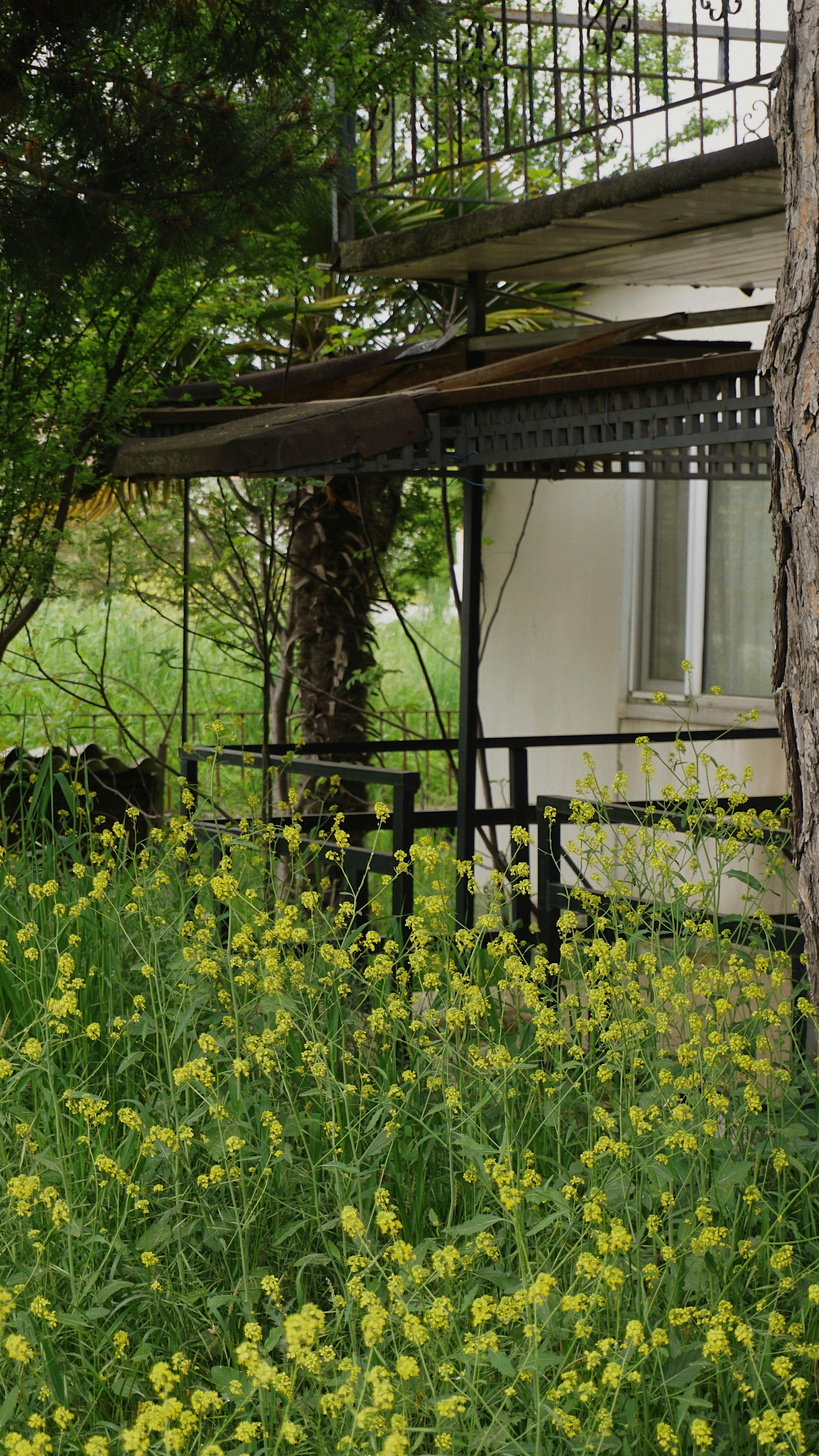 Un jardín de patio trasero cubierto de maleza | Fuente: Pexels