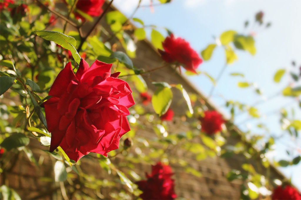 Rosas en un jardín | Fuente: Flickr