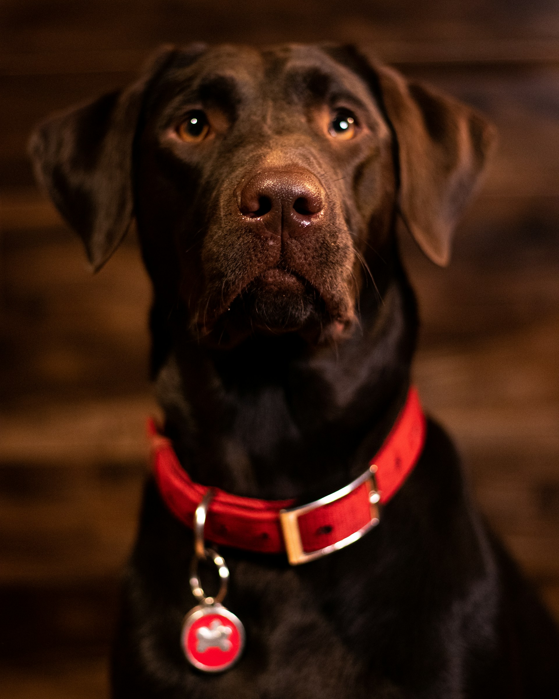 Un adorable perro con collar rojo | Fuente: Unsplash