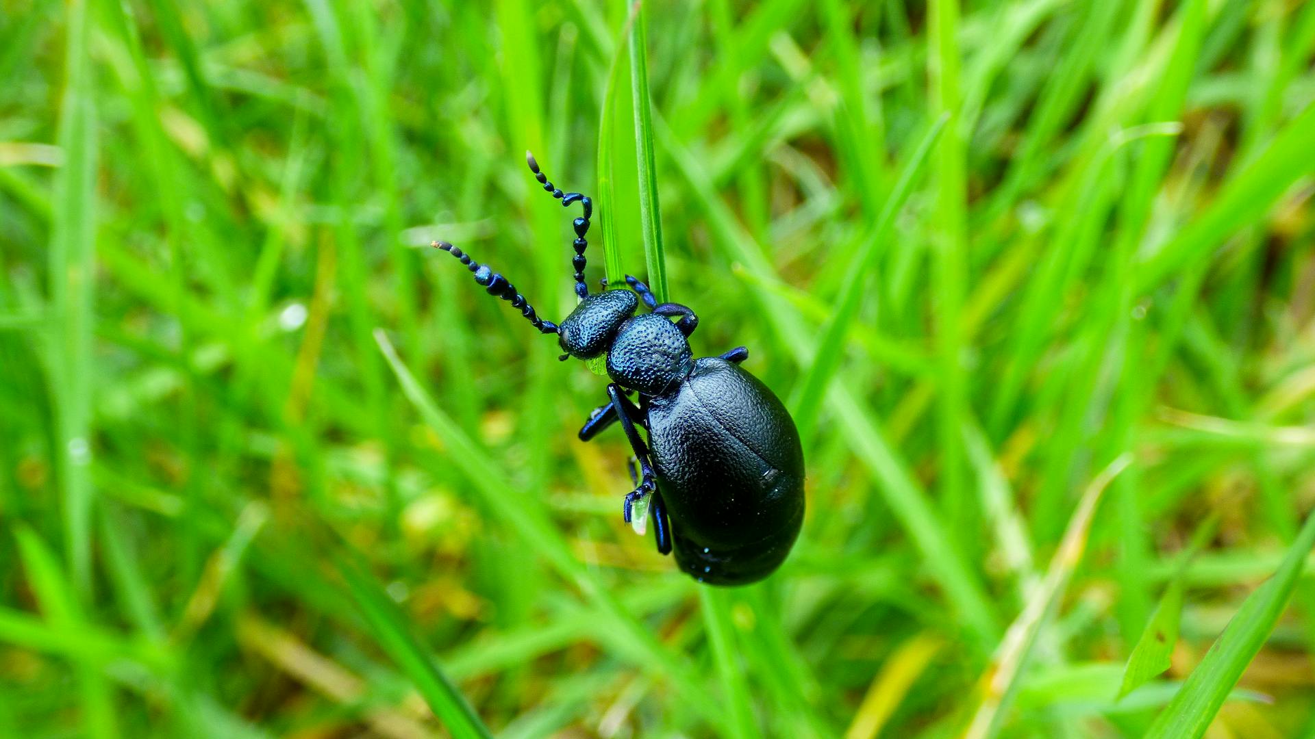 Primer plano de un escarabajo negro | Fuente: Pexels