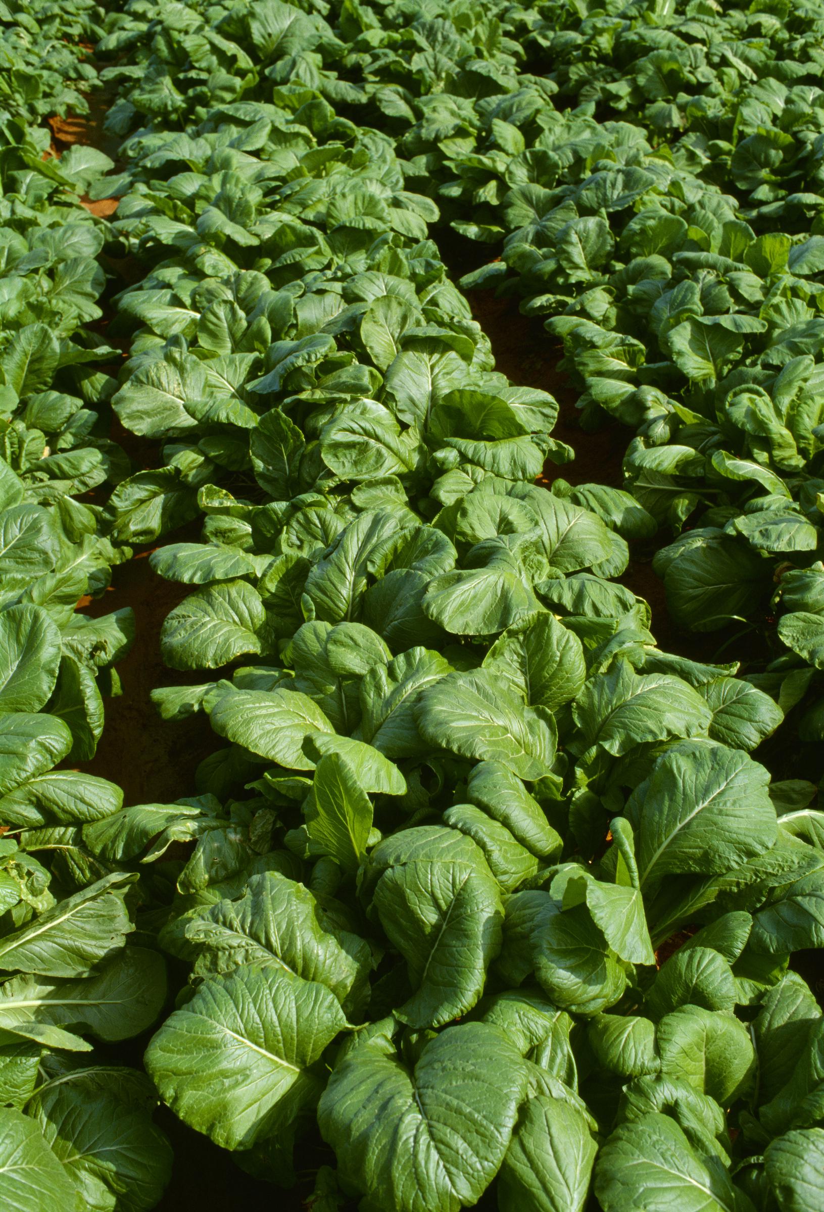 Plantas de hojas de mostaza maduras en el campo | Fuente: Getty images