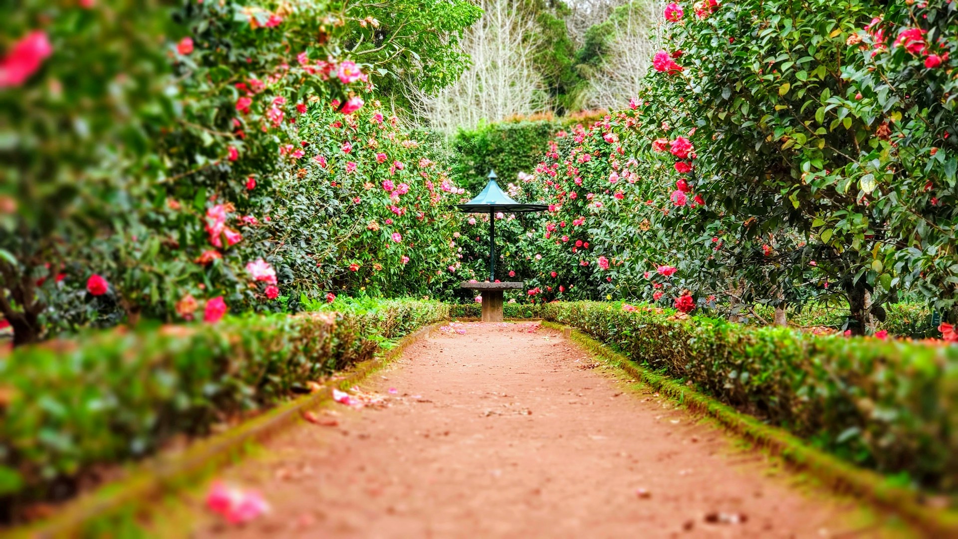 Un camino a través de un jardín de rosas | Fuente: Unsplash