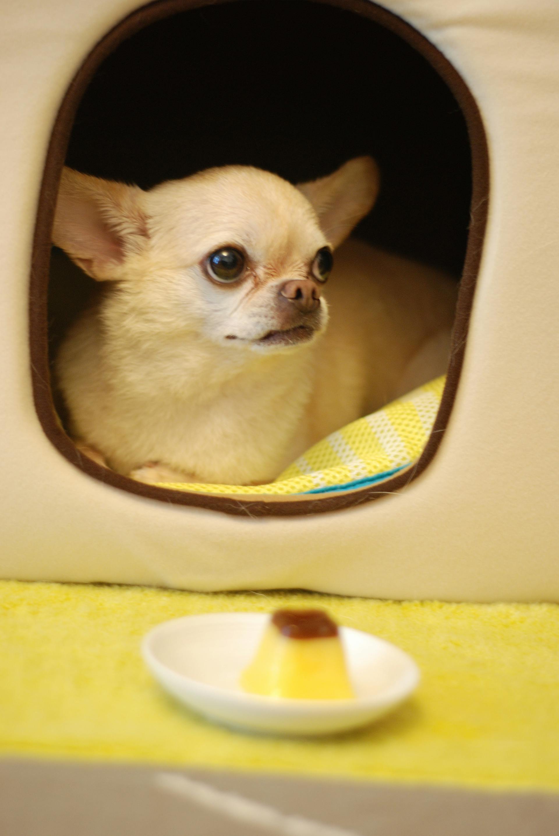 Un chihuahua blanco | Fuente: Pexels