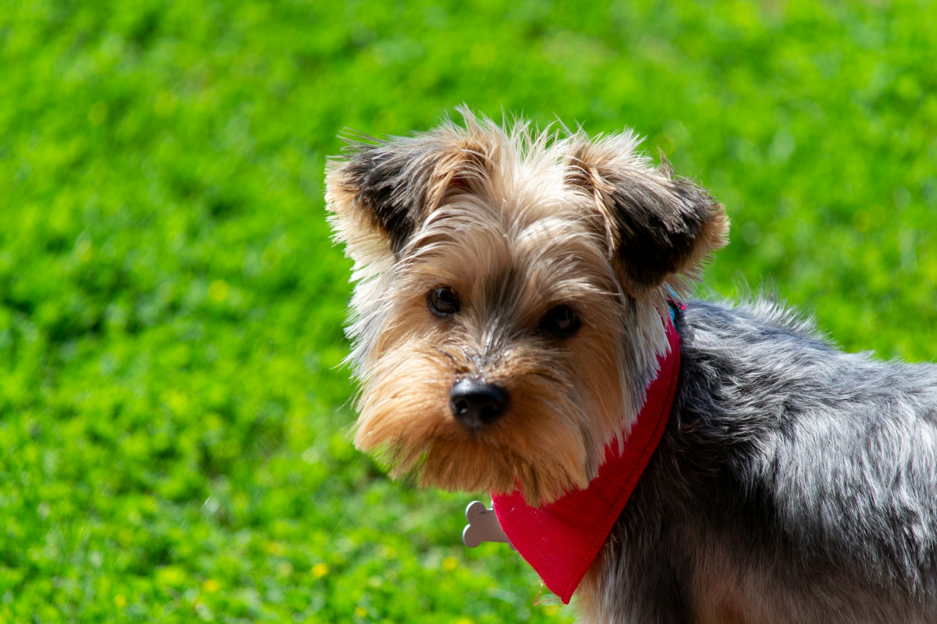 Un simpático perro de pie sobre una exuberante hierba verde | Fuente: Unsplash