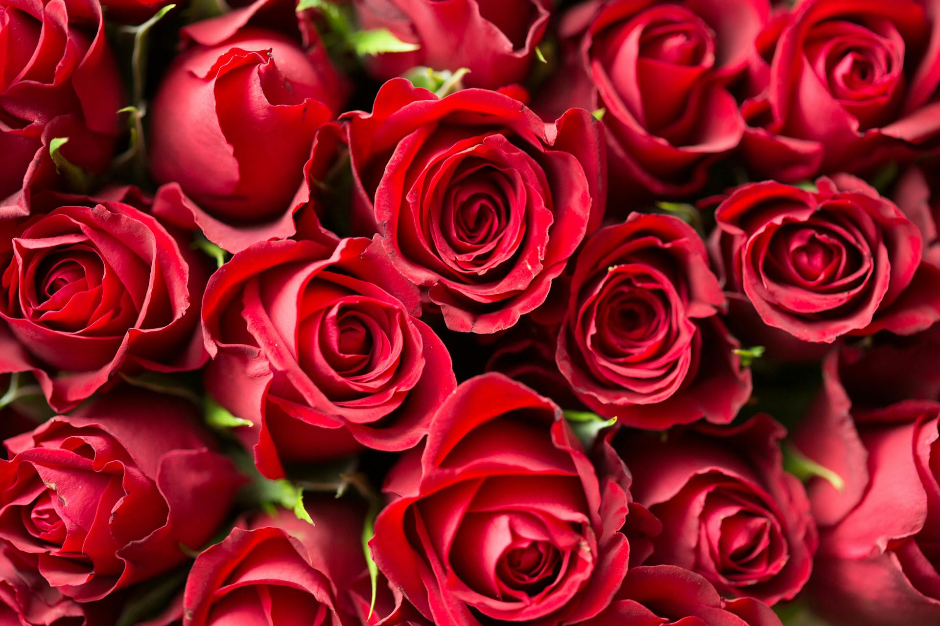 Primer plano de un ramo de rosas rojas | Fuente: Pexels