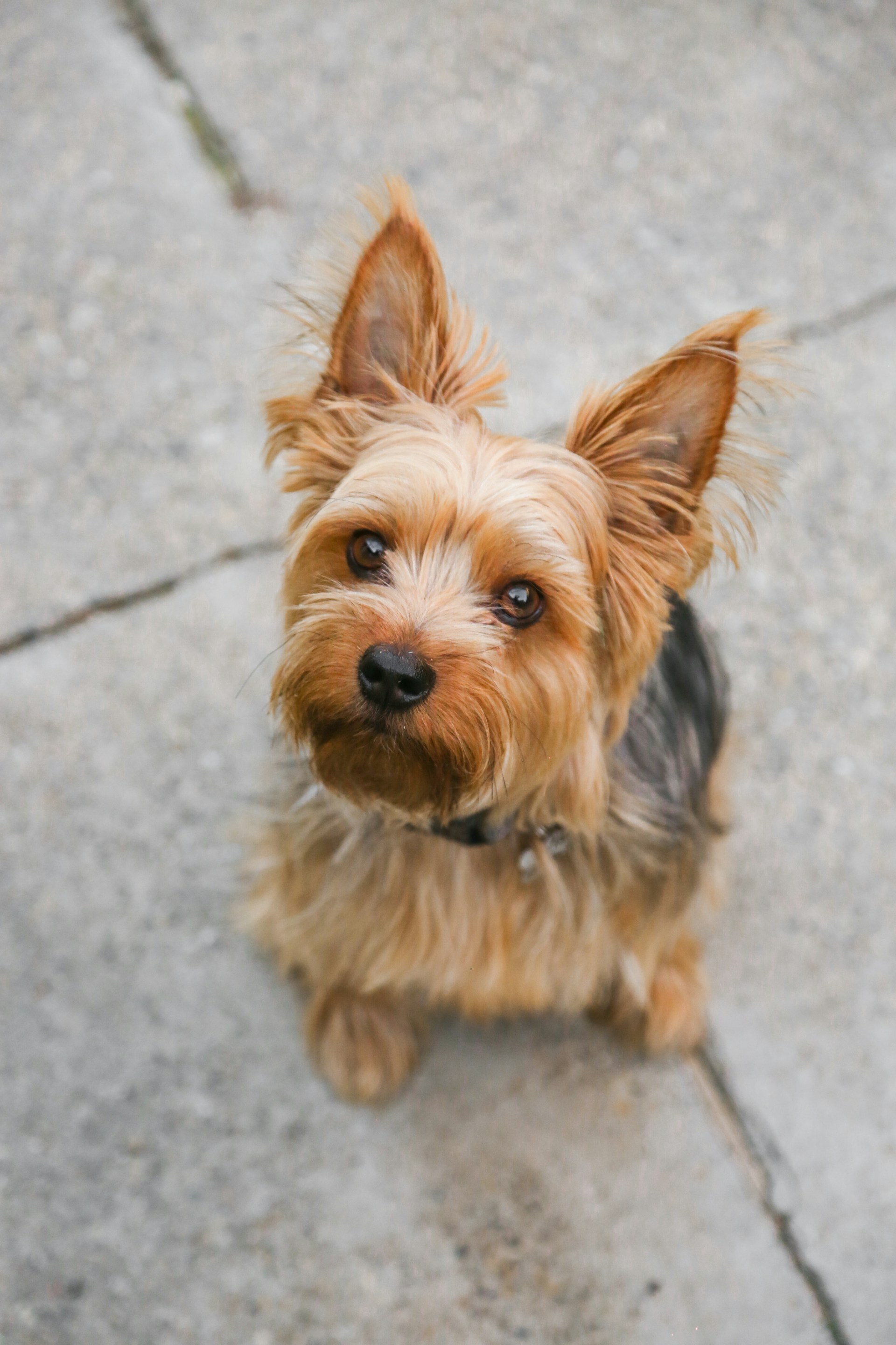 Un adorable perro sentado en el suelo y mirando fijamente | Fuente: Unsplash