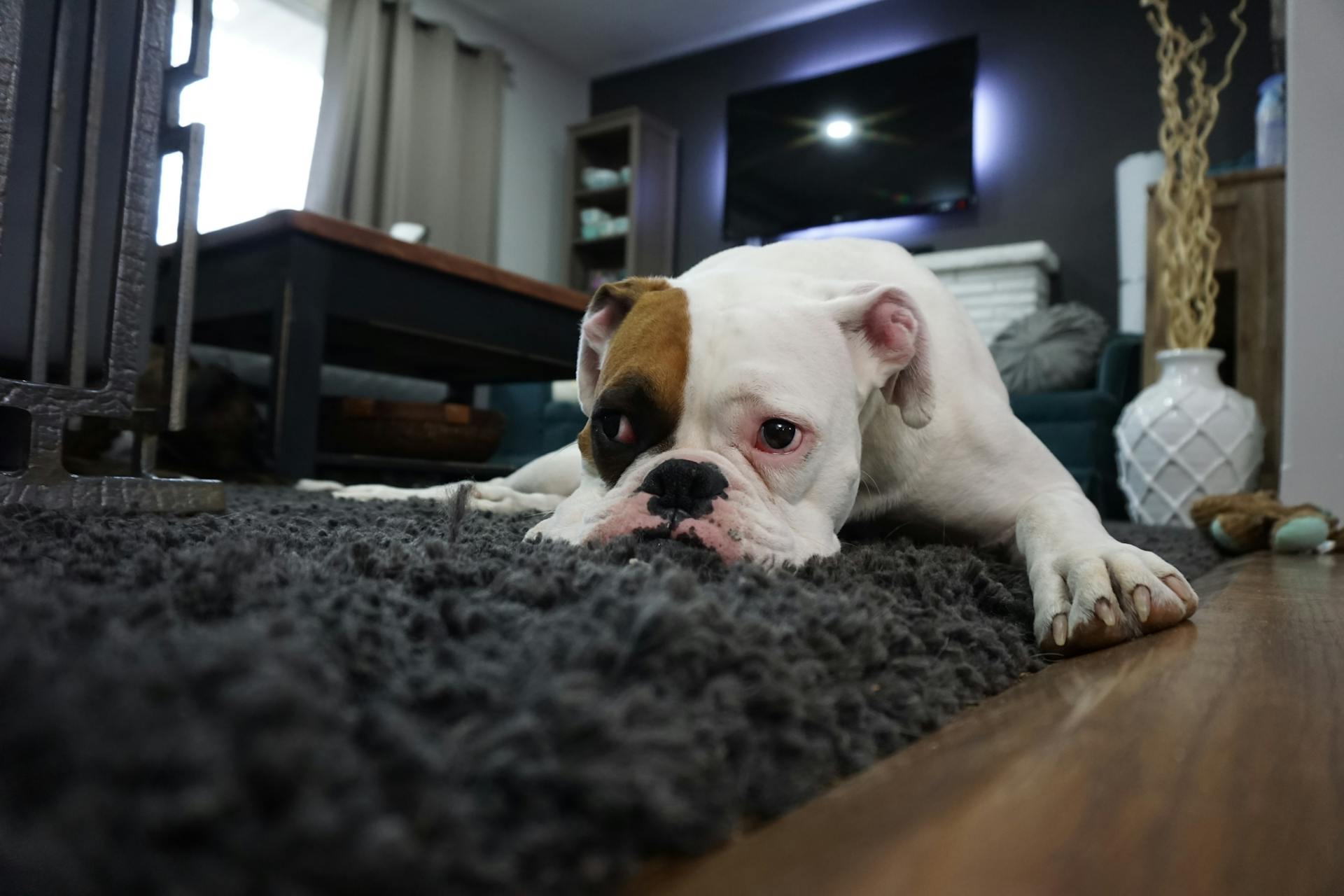Un perro tumbado en una alfombra | Fuente: Pexels