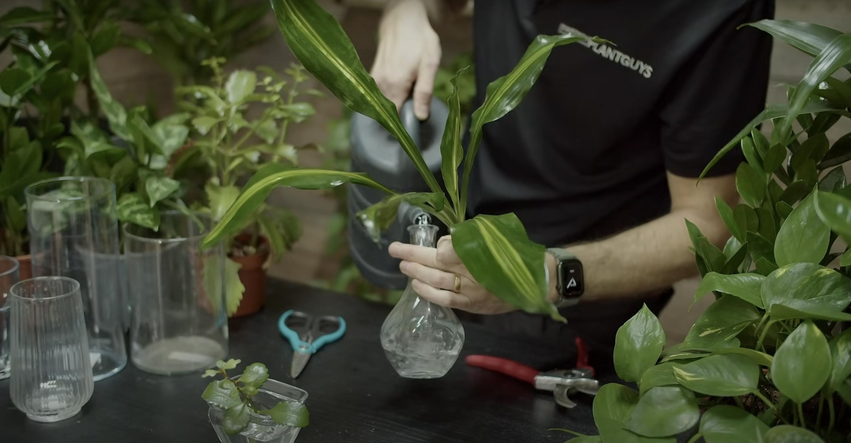 Una planta siendo propagada en un clip subido el 8 de noviembre de 2022 | Fuente: YouTube/The Jungle Haven