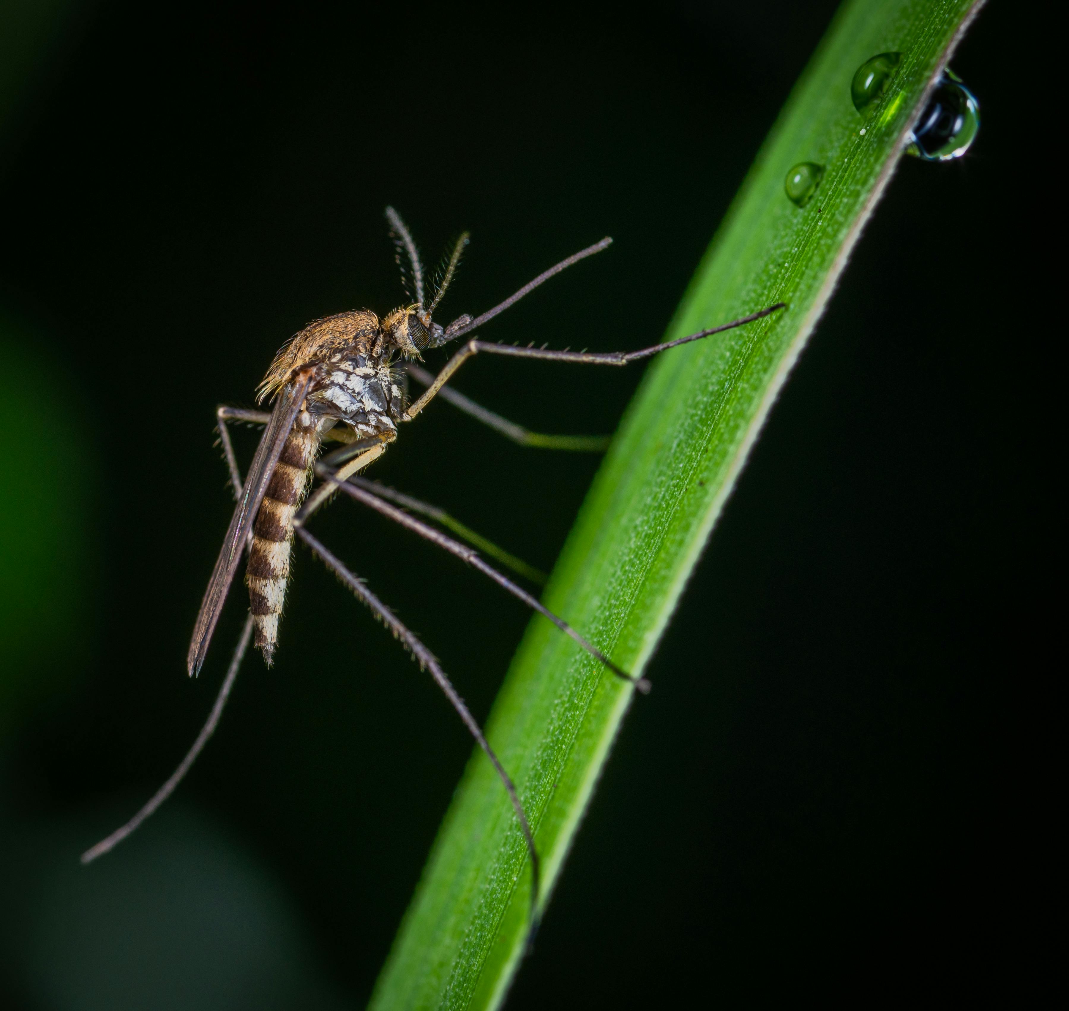 Mosquito común posado en el tallo de una planta. | Fuente: Pexels