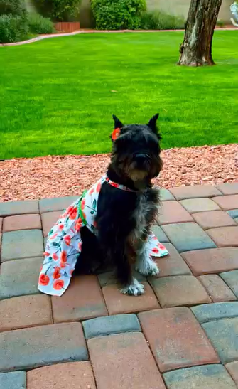 Coco, la perrita de Dayanara Torres | Fuente: Instagram/dayanarapr