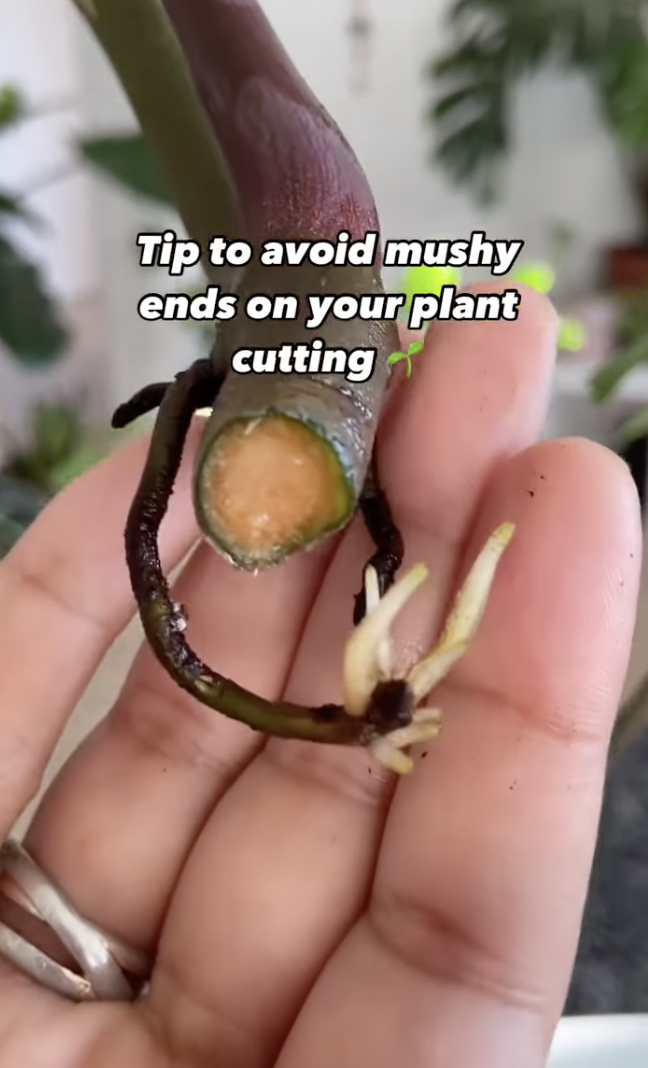 Un esqueje de planta listo para ser propagado en un clip subido el 10 de diciembre de 2024 | Fuente: Instagram/peoplewithplants_official