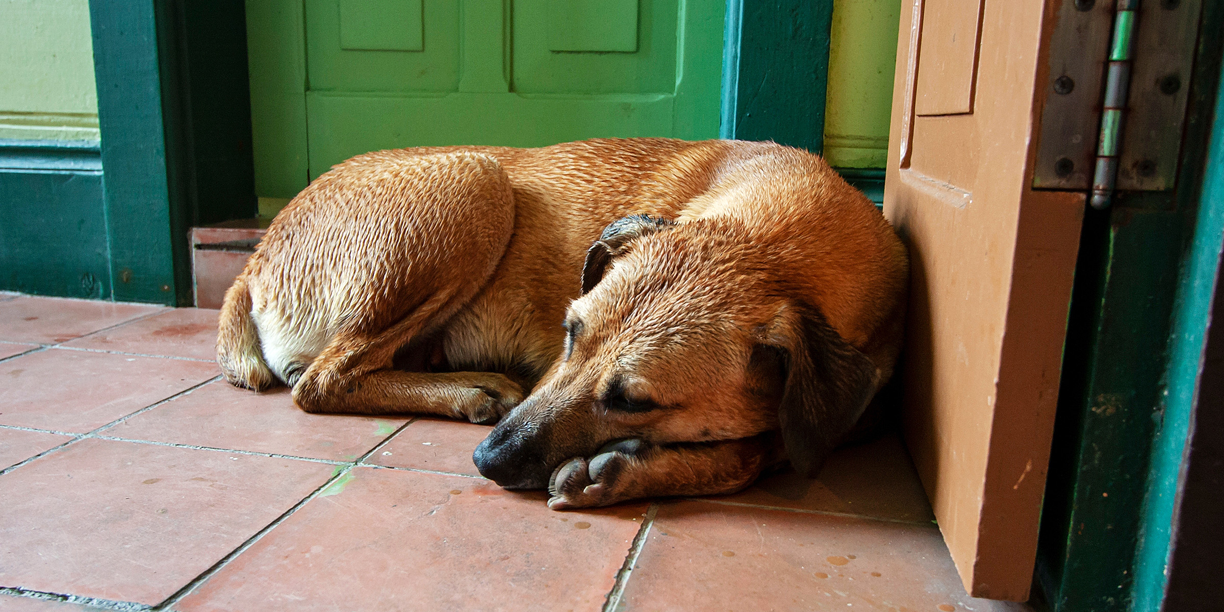 Un perro | Fuente: Shutterstock