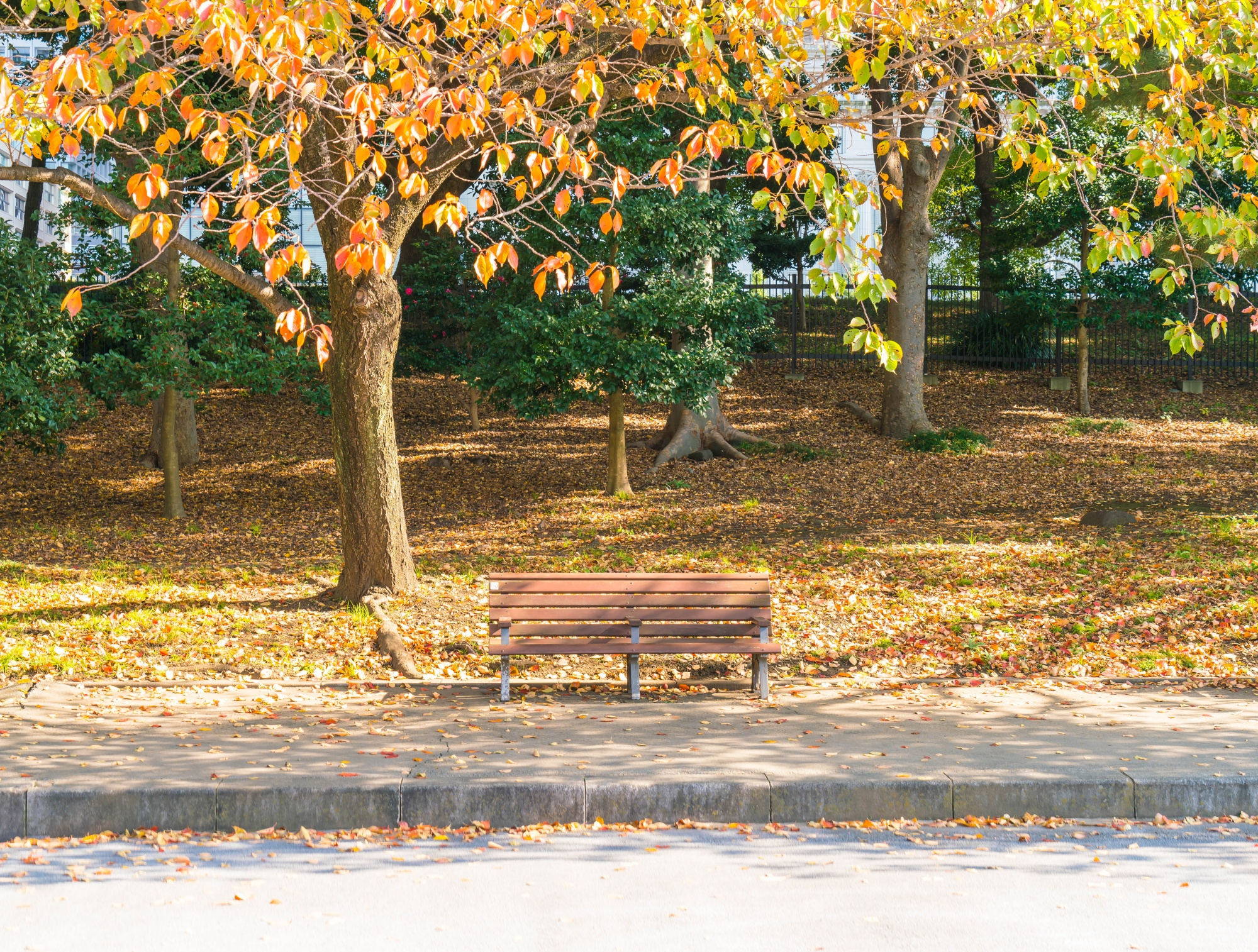 Un banco en un parque durante la estación otoñal | Fuente: Freepik