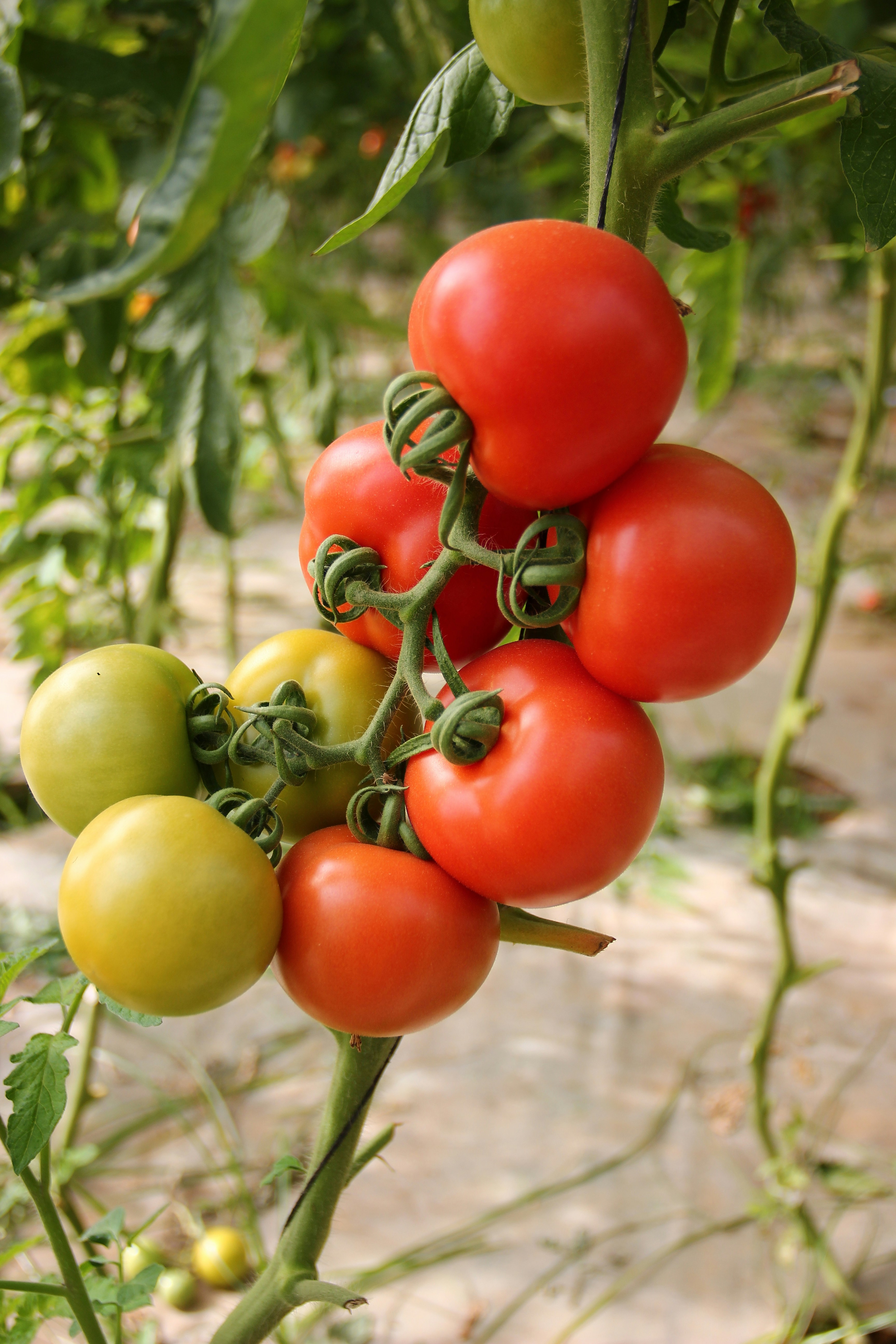 Una tomatera fresca | Fuente: Unsplash