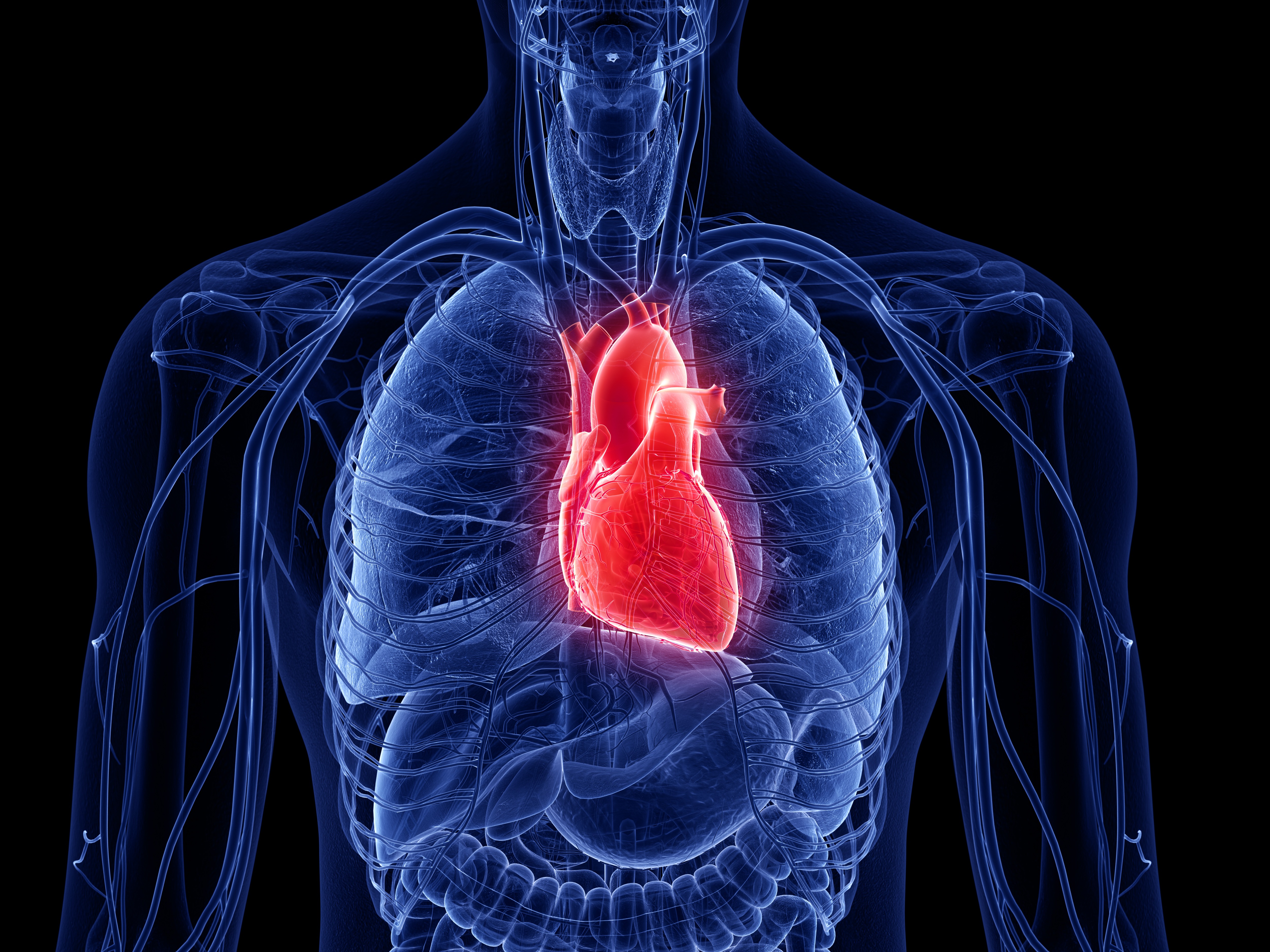 Corazón humano, ilustración por ordenador | Fuente: Getty Images