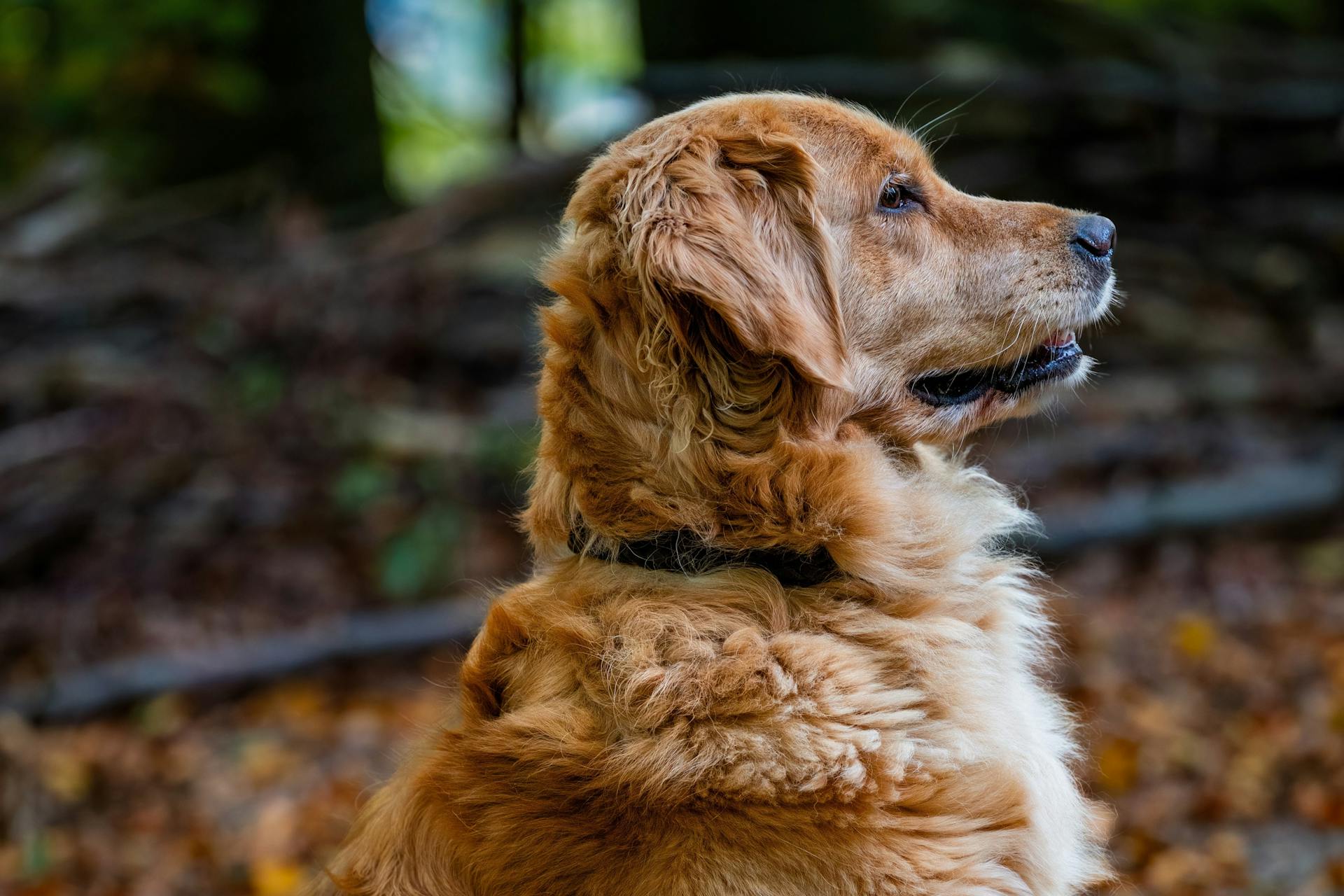 Un golden retriever de pie cerca de árboles caídos en el bosque | Fuente: Pexels