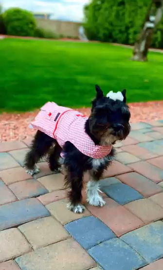 Coco, la perrita de Dayanara Torres | Fuente: Instagram/dayanarapr