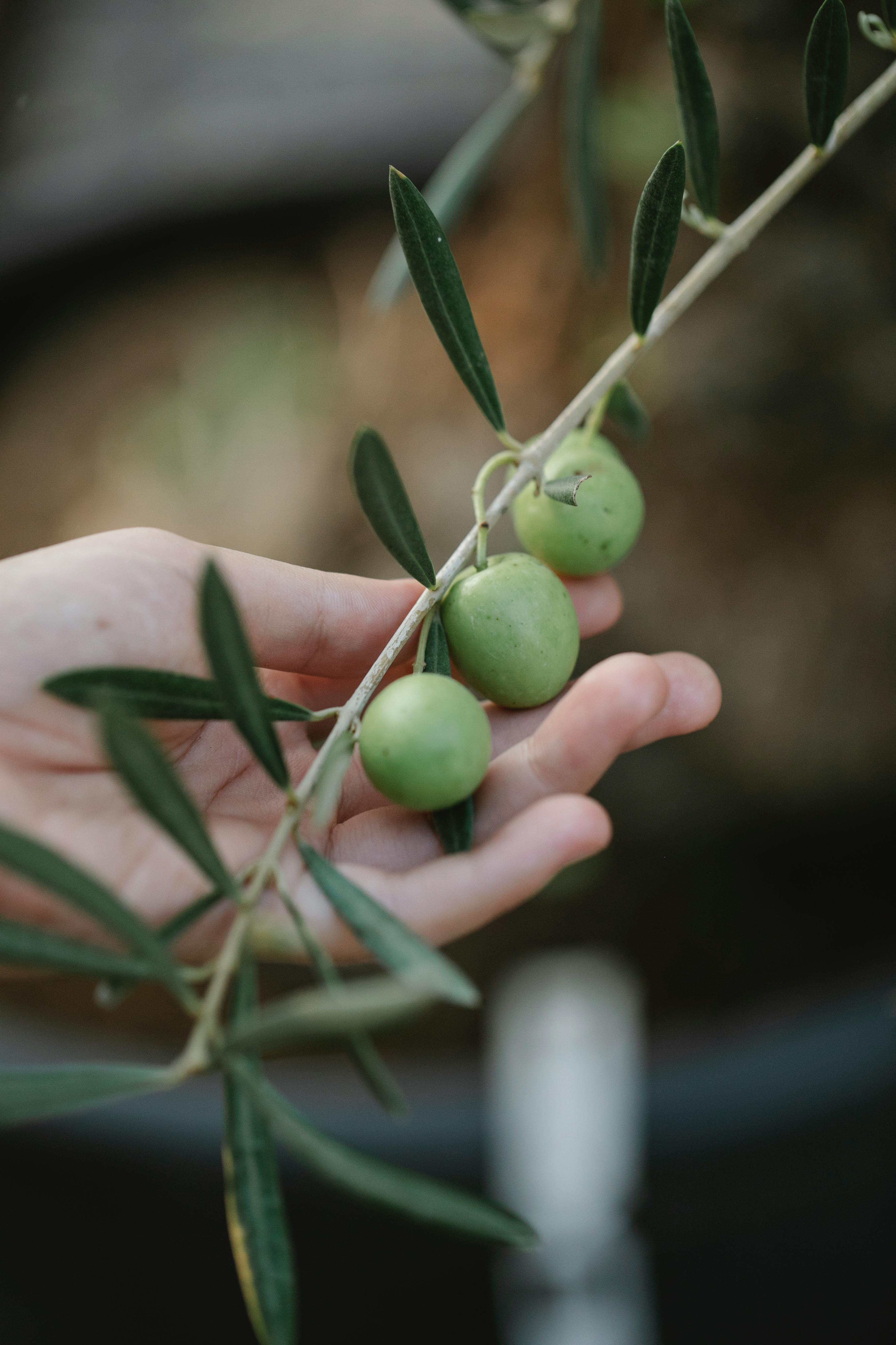 Una rama de olivo | Fuente: Pexels