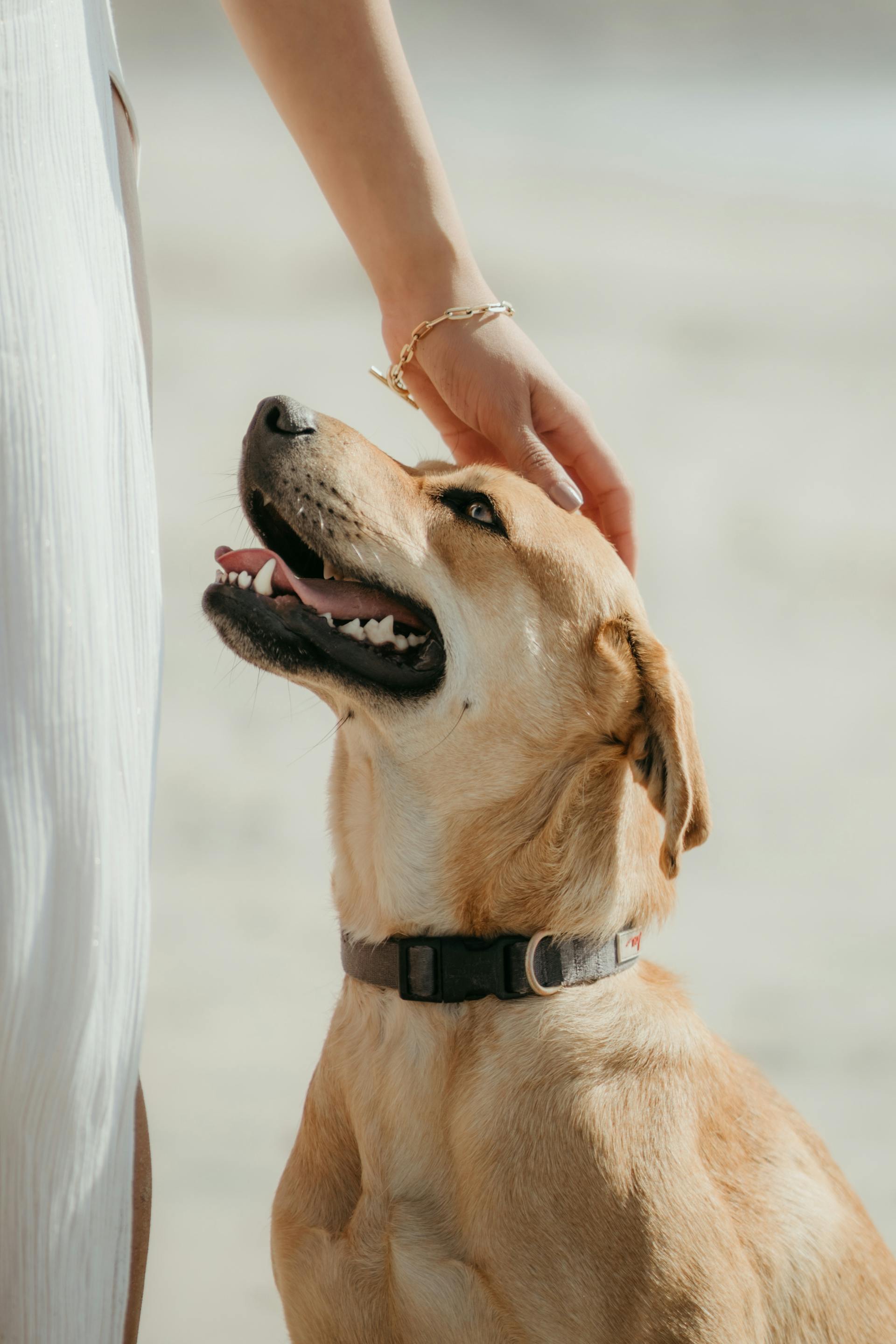 Una mujer acariciando a un perro | Fuente: Pexels