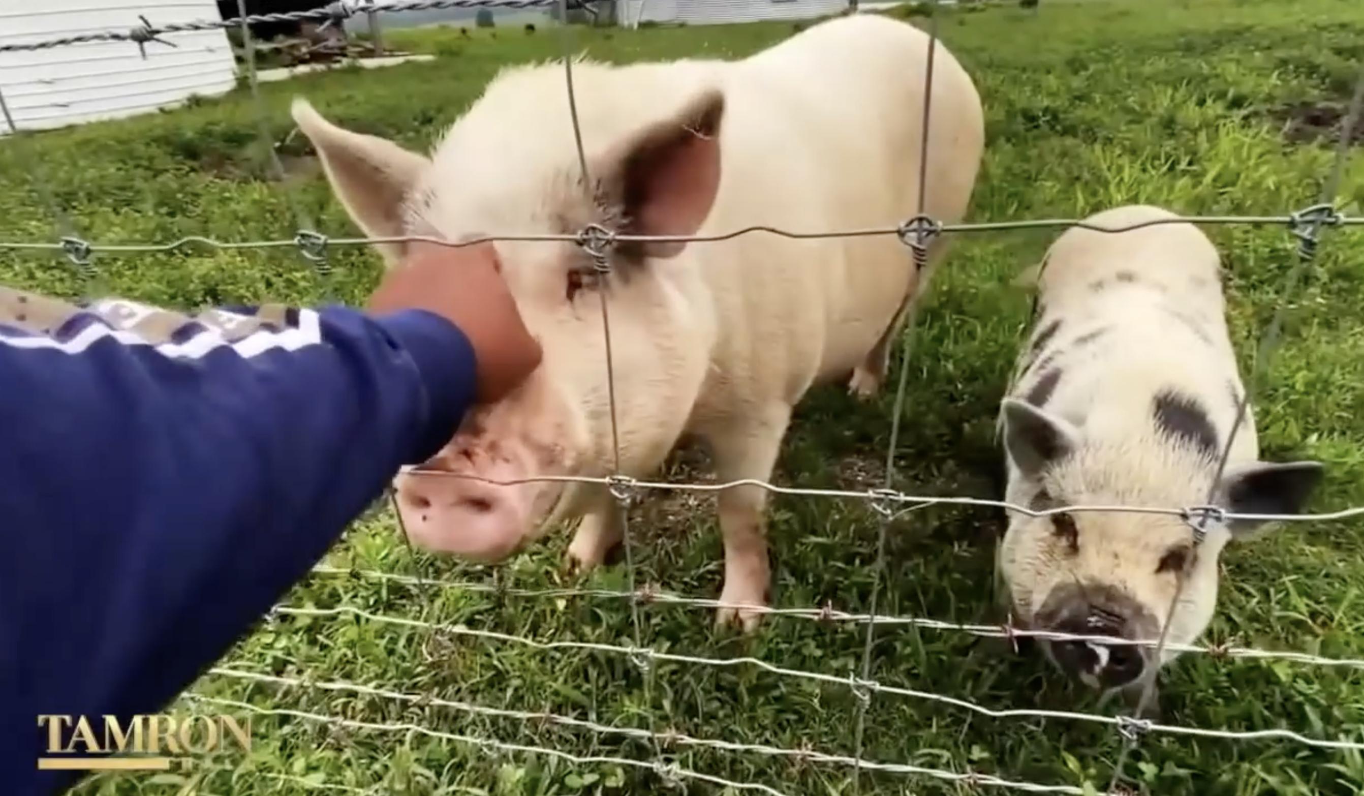 El futbolista fotografiado con ganado en su granja | Fuente: YouTube/TamronHallShow