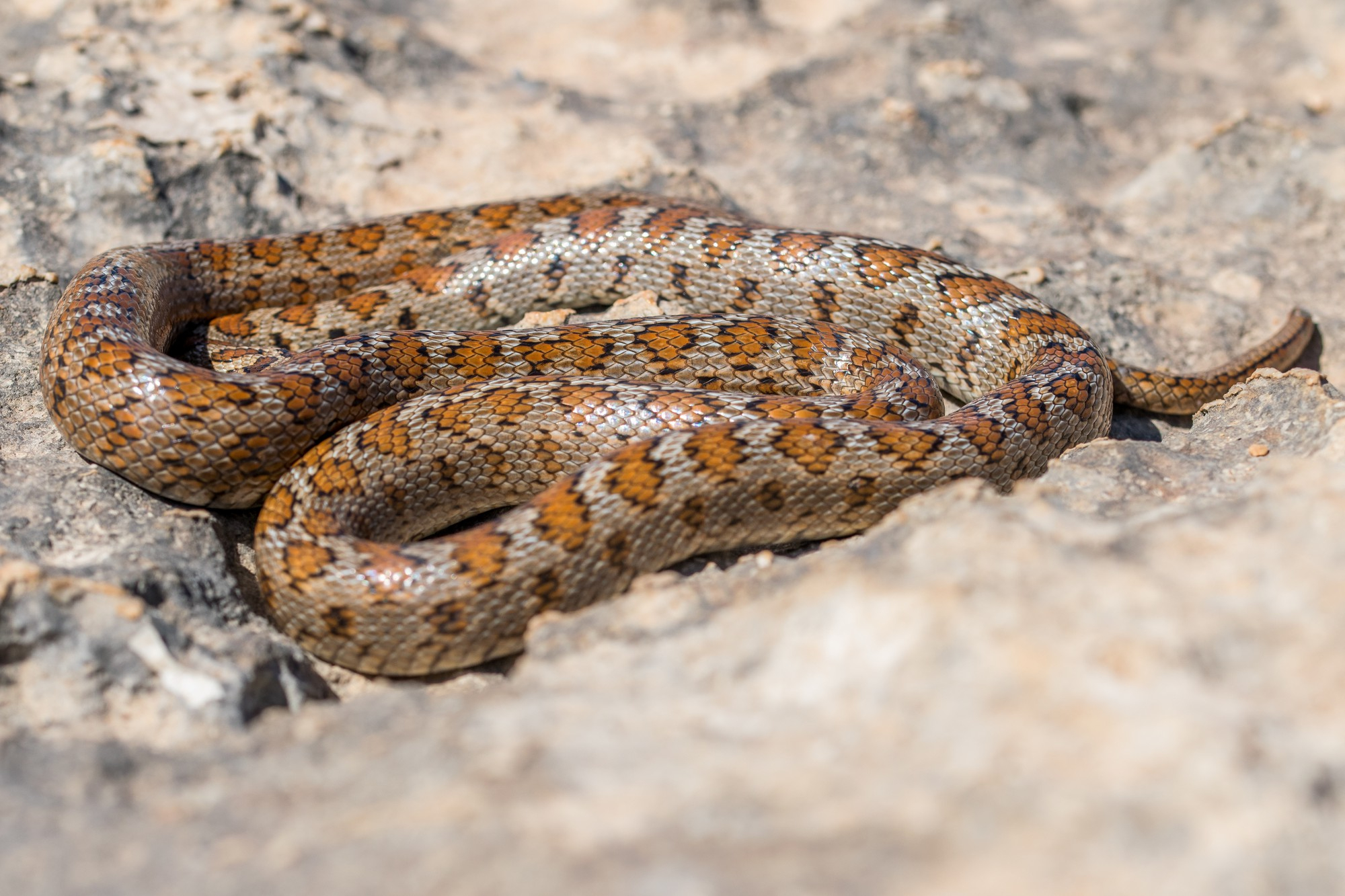 Una serpiente | Fuente: Pexels
